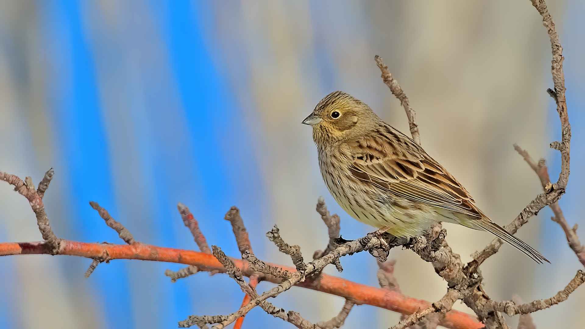 Yellowhammer