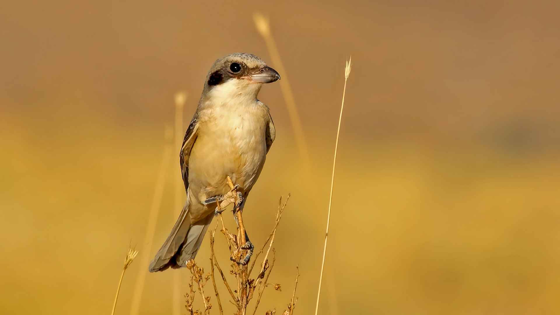 Lesser Gray Shrike