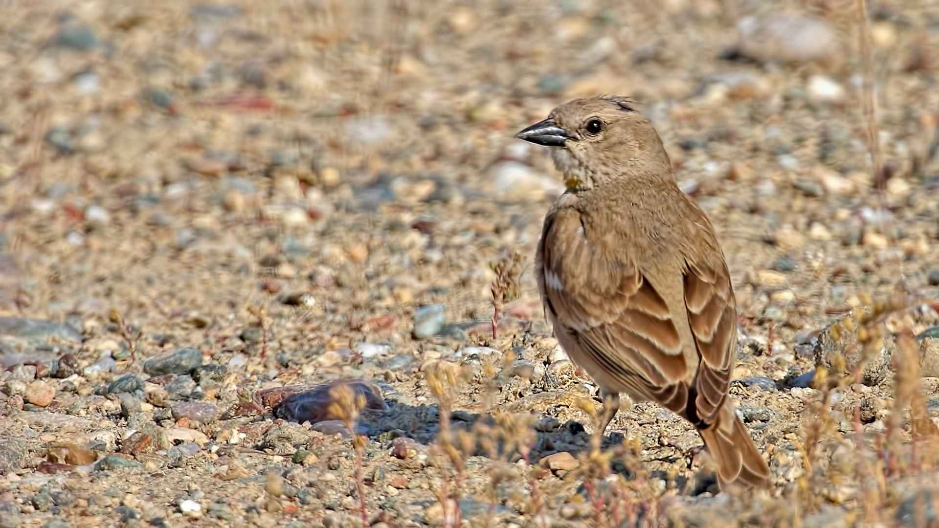 Yellow-throated Sparrow