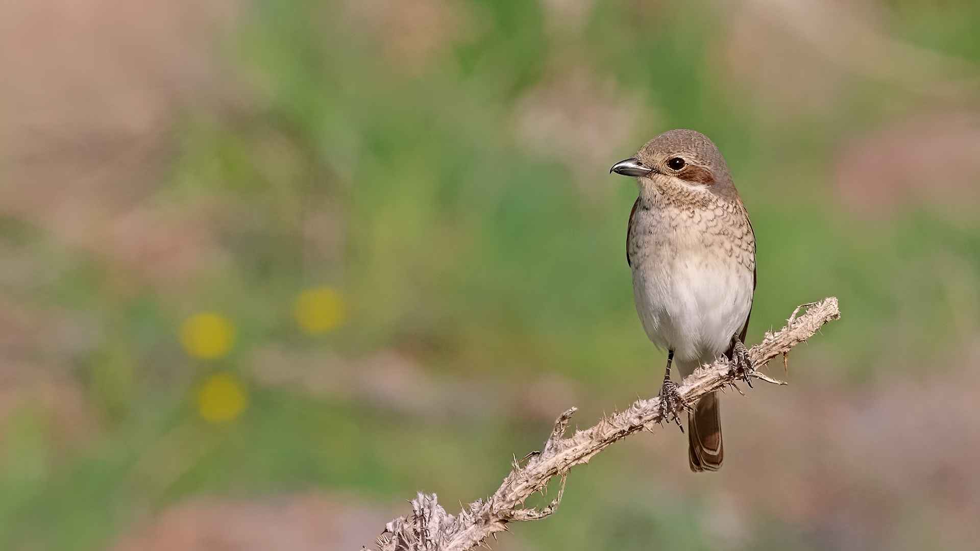 Kızılsırtlı örümcekkuşu