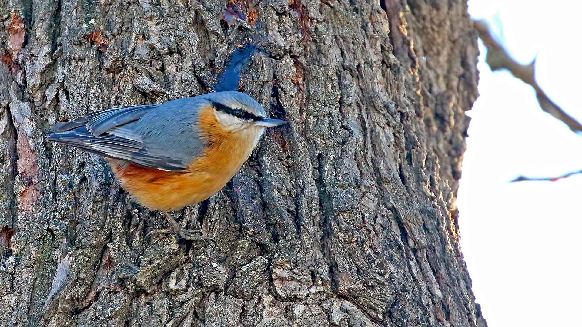 Eurasian Nuthatch
