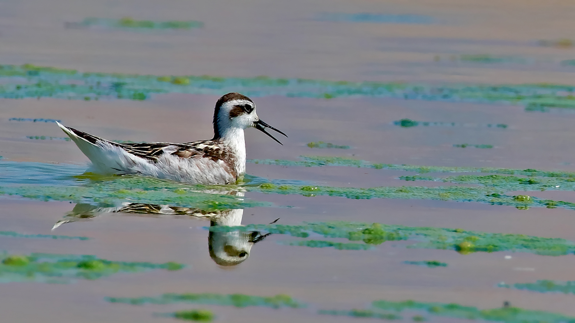 Red-necked Phalarope