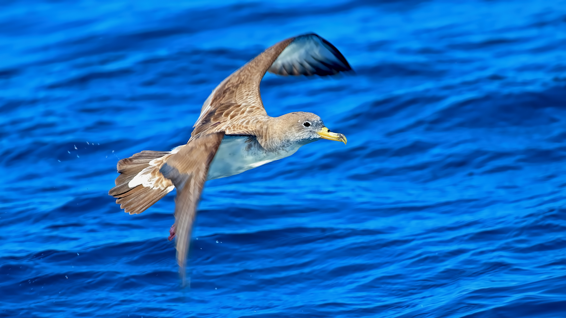 Cory's Shearwater