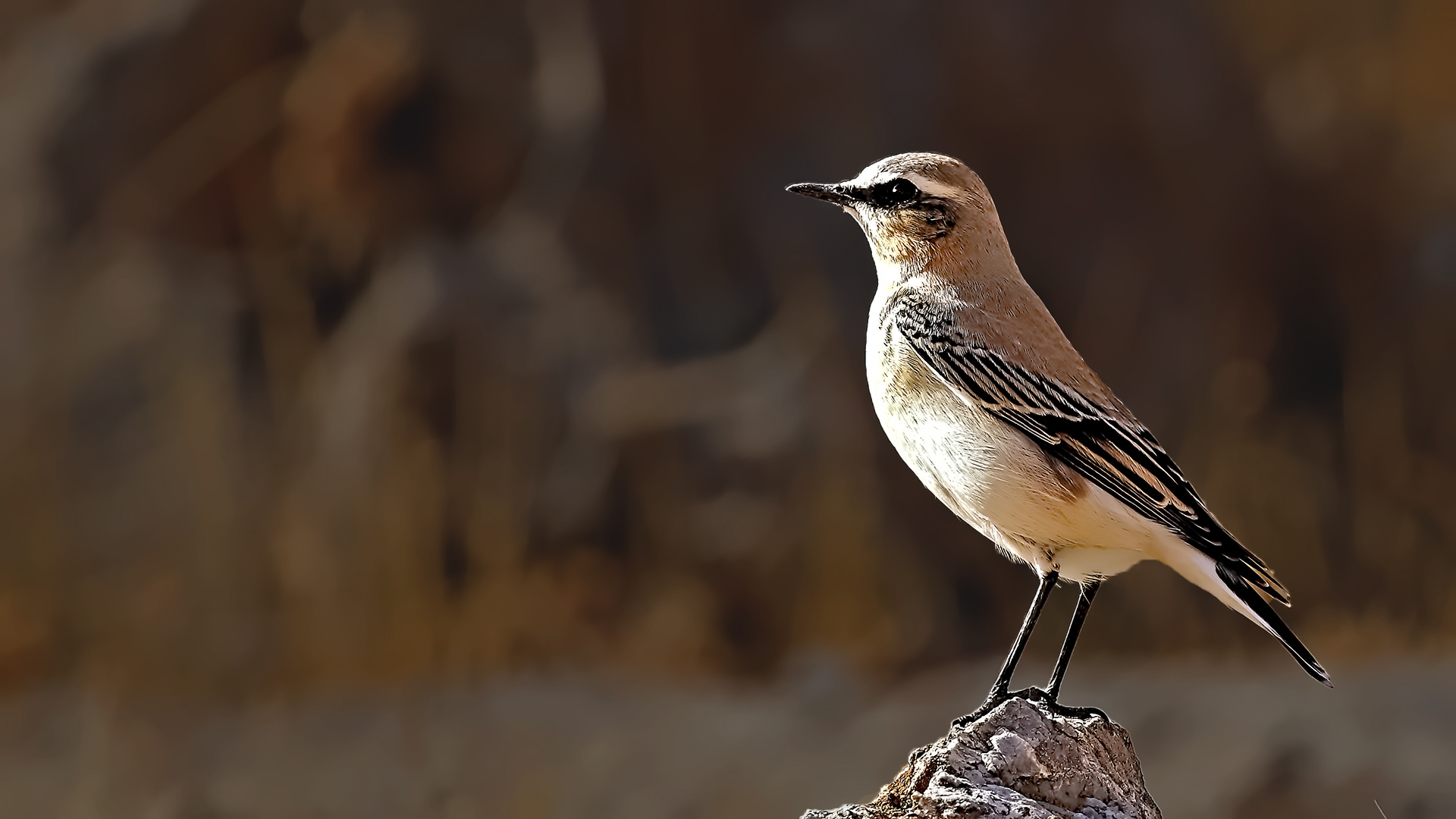 Northern Wheatear — Ana fotoğraf