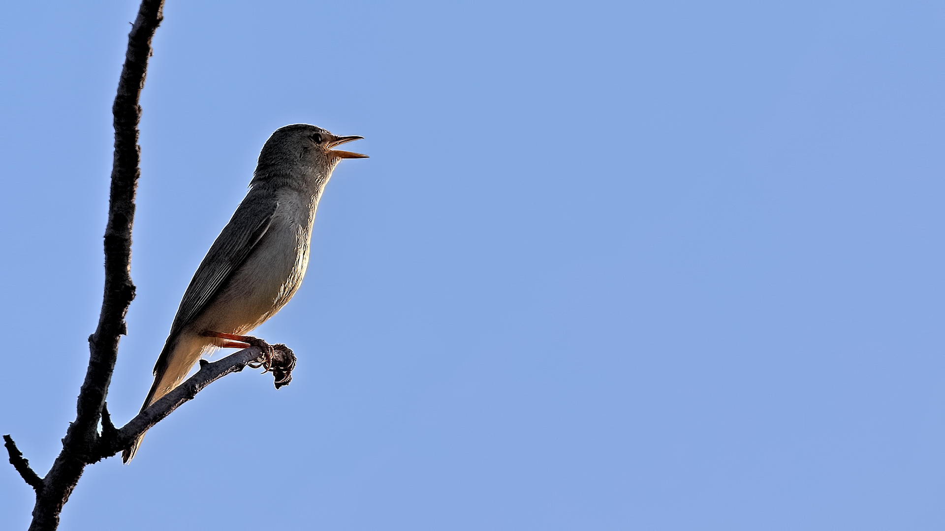 Upcher's Warbler
