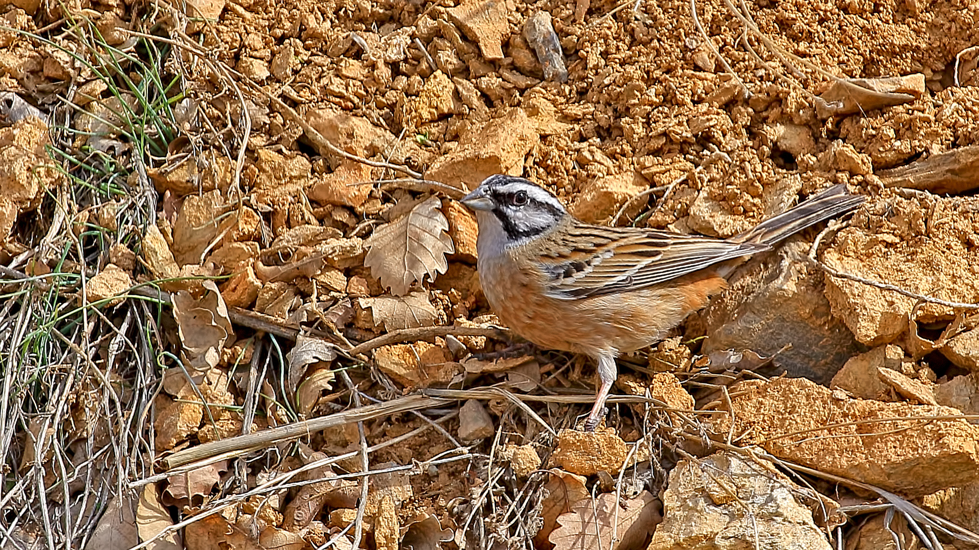Rock Bunting