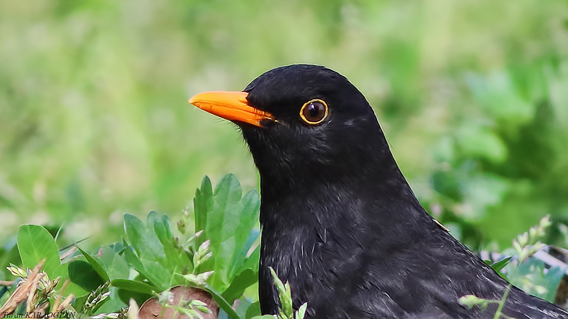 Eurasian Blackbird — Ana fotoğraf