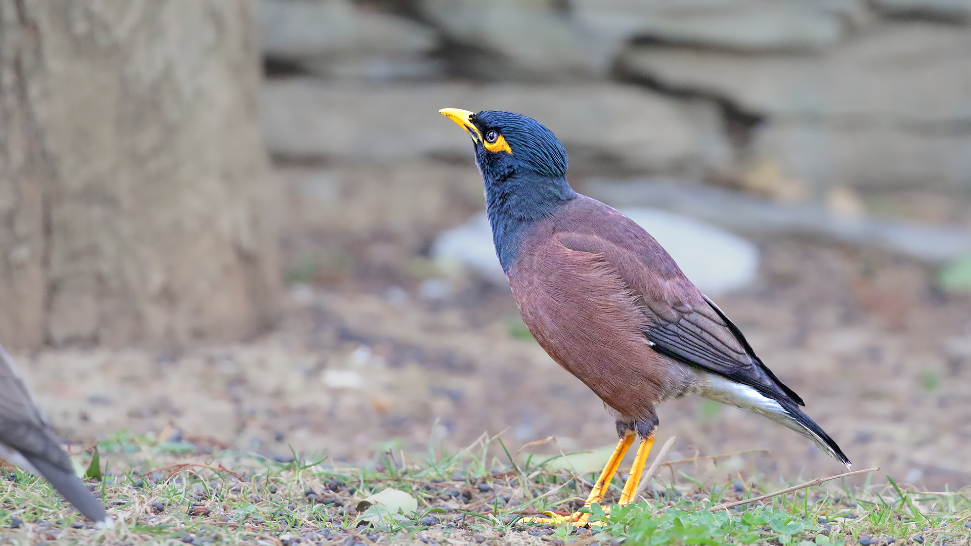 Common Myna