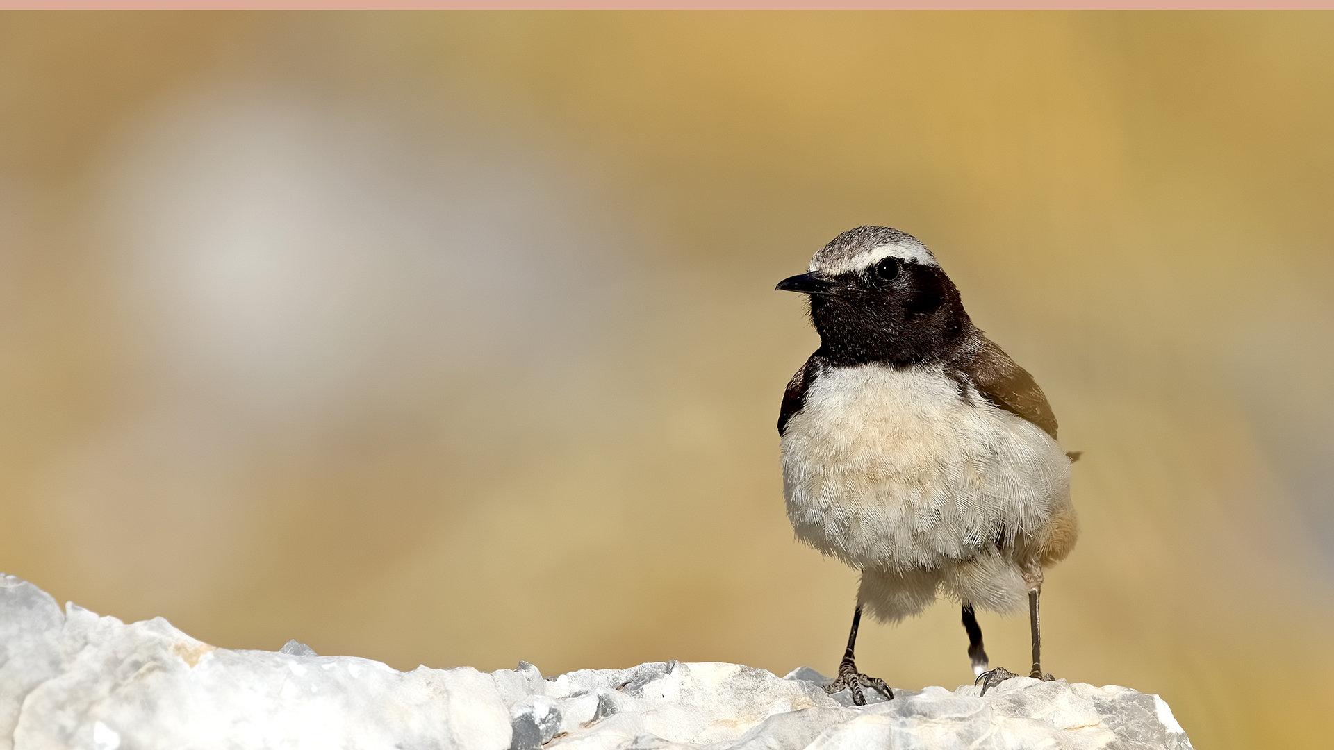 Kurdish Wheatear