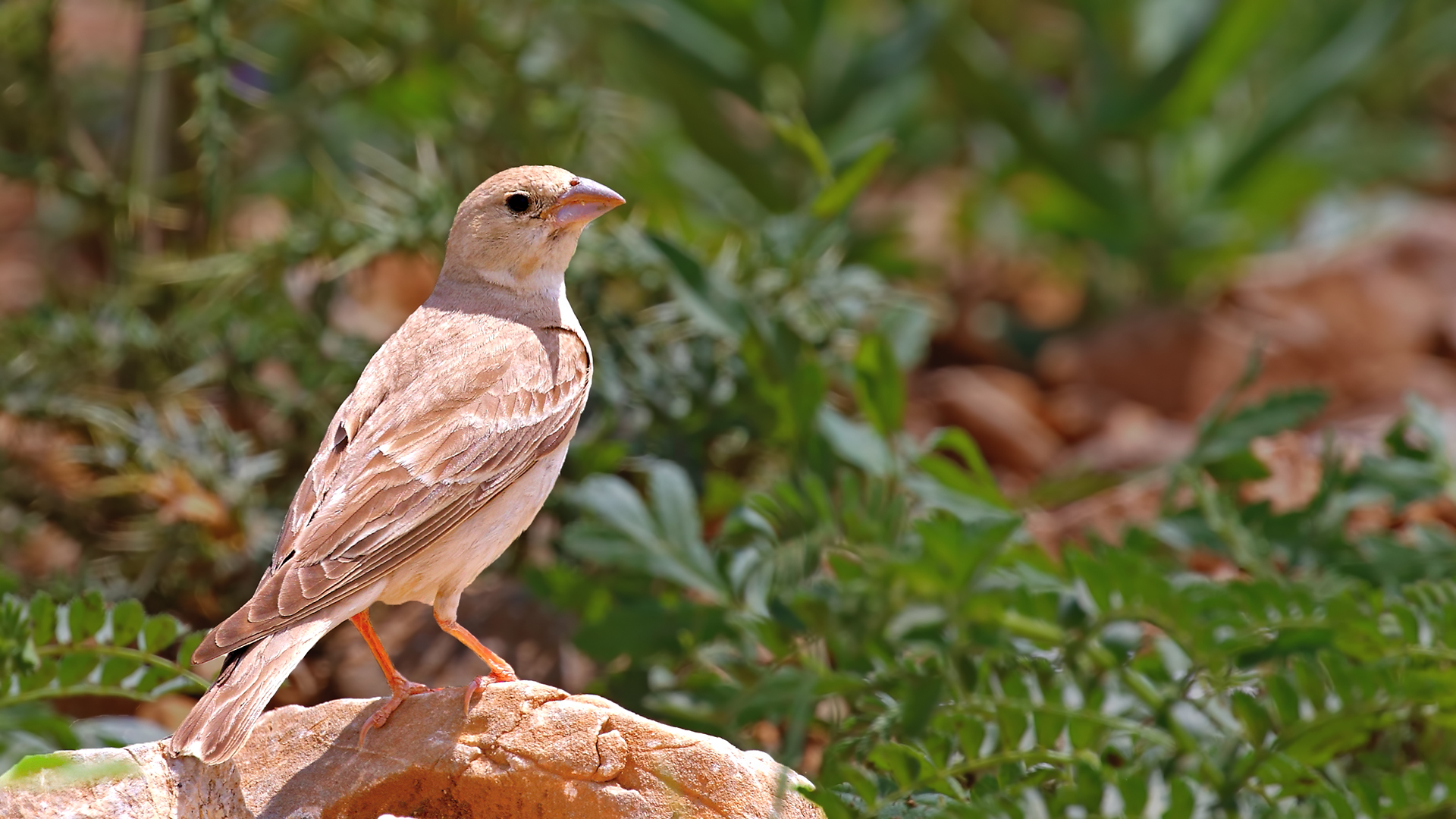 Pale Rockfinch