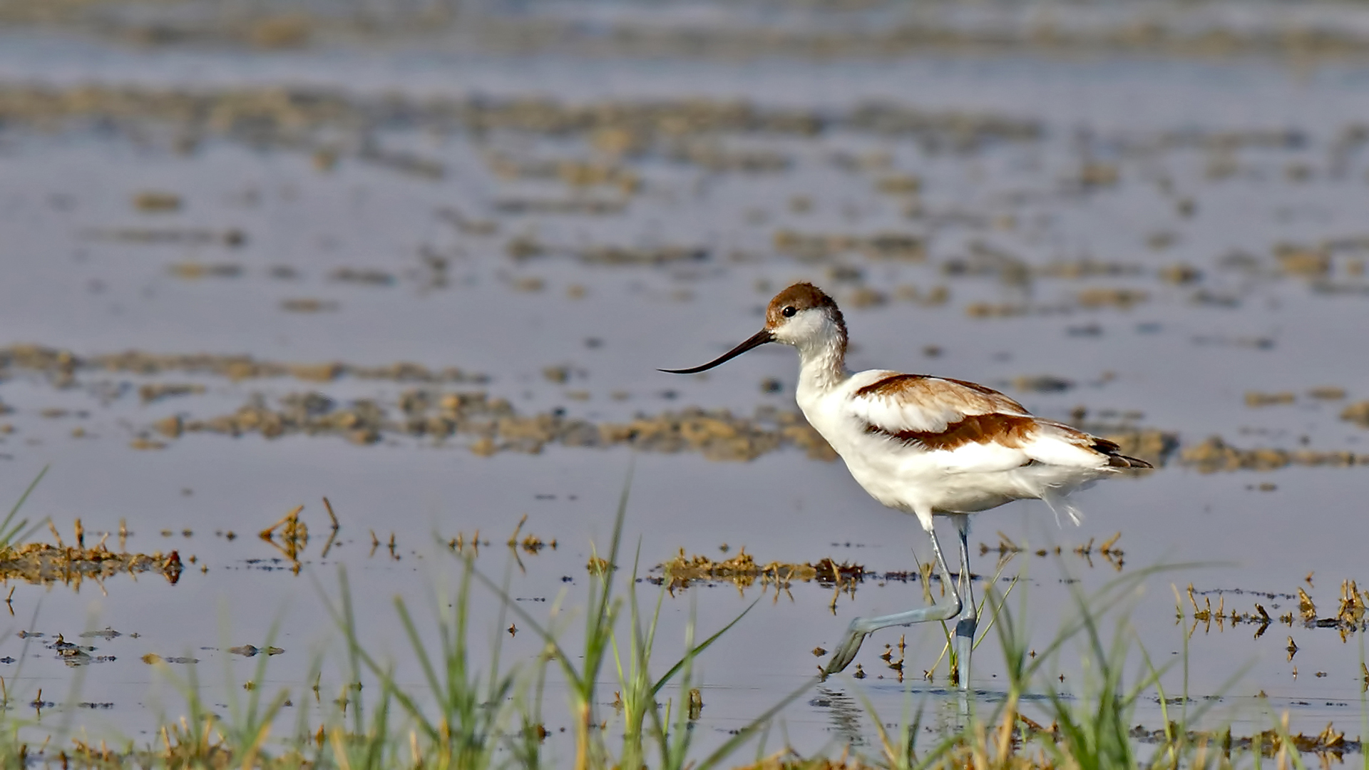 Pied Avocet