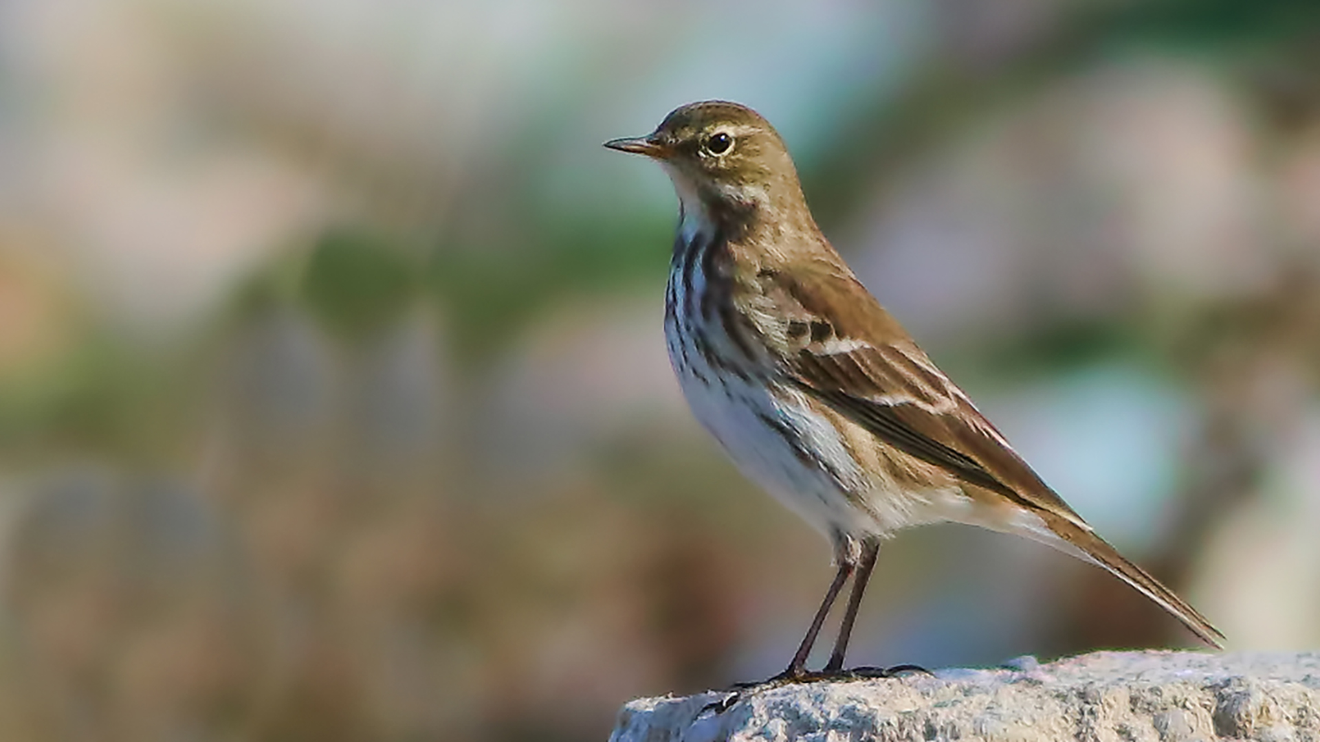 Meadow Pipit