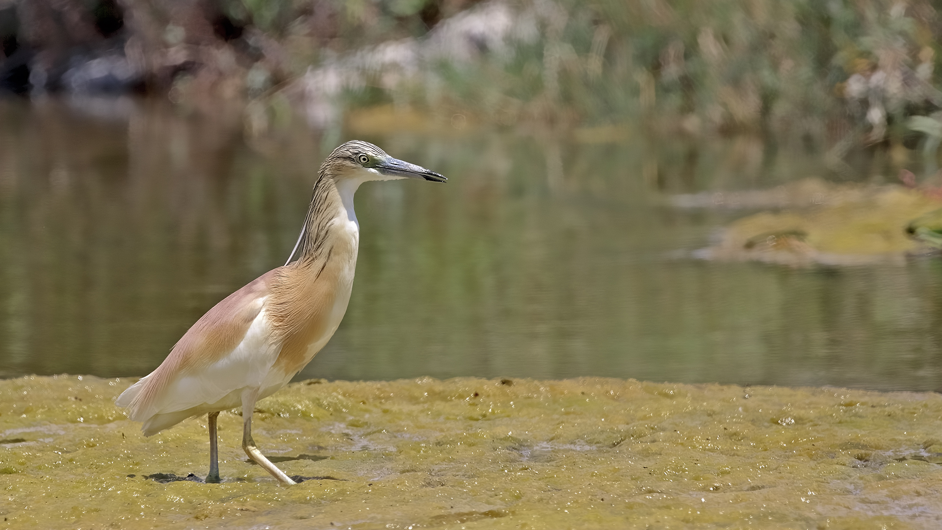 Squacco Heron