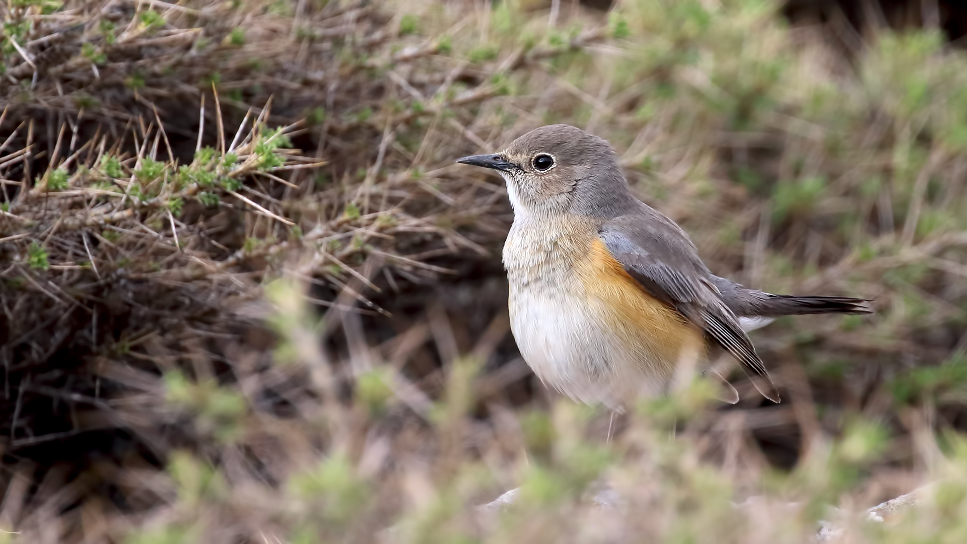 White-throated Robin