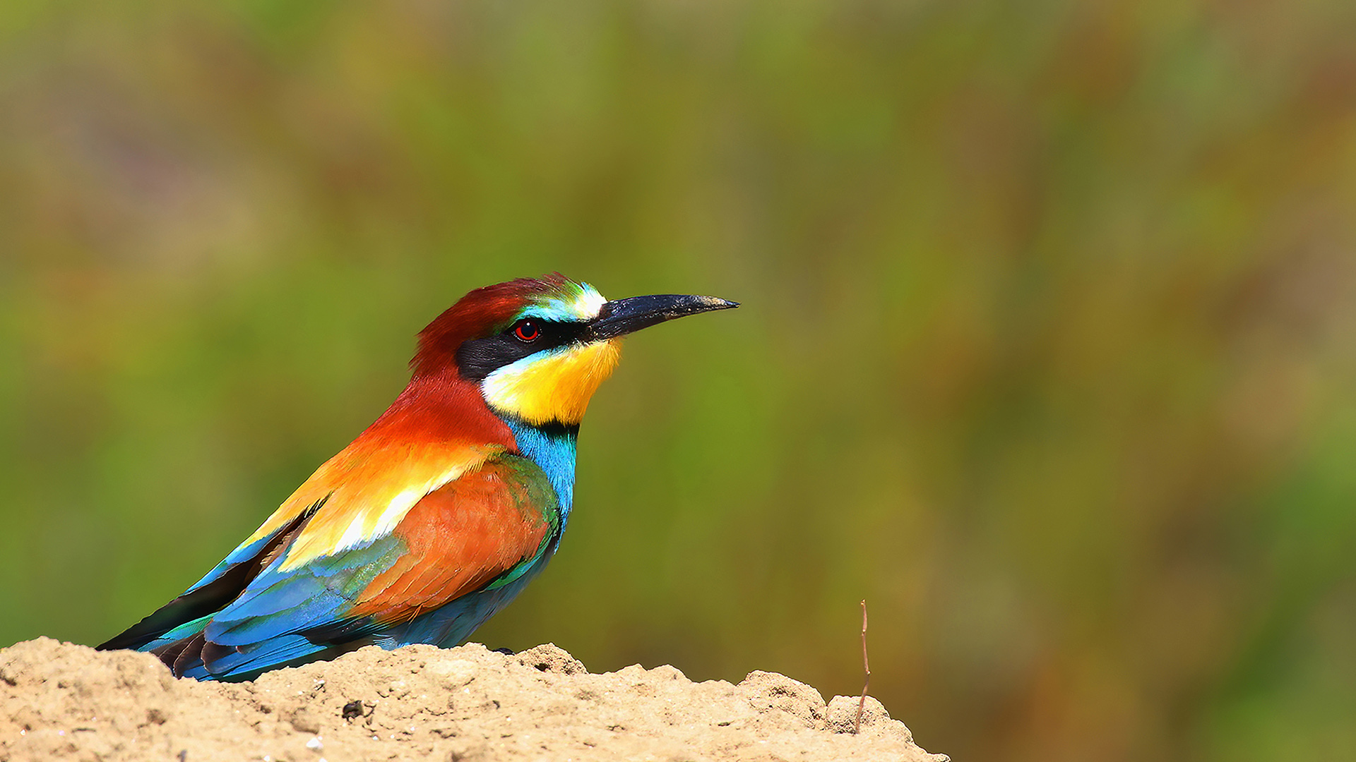 European Bee-eater