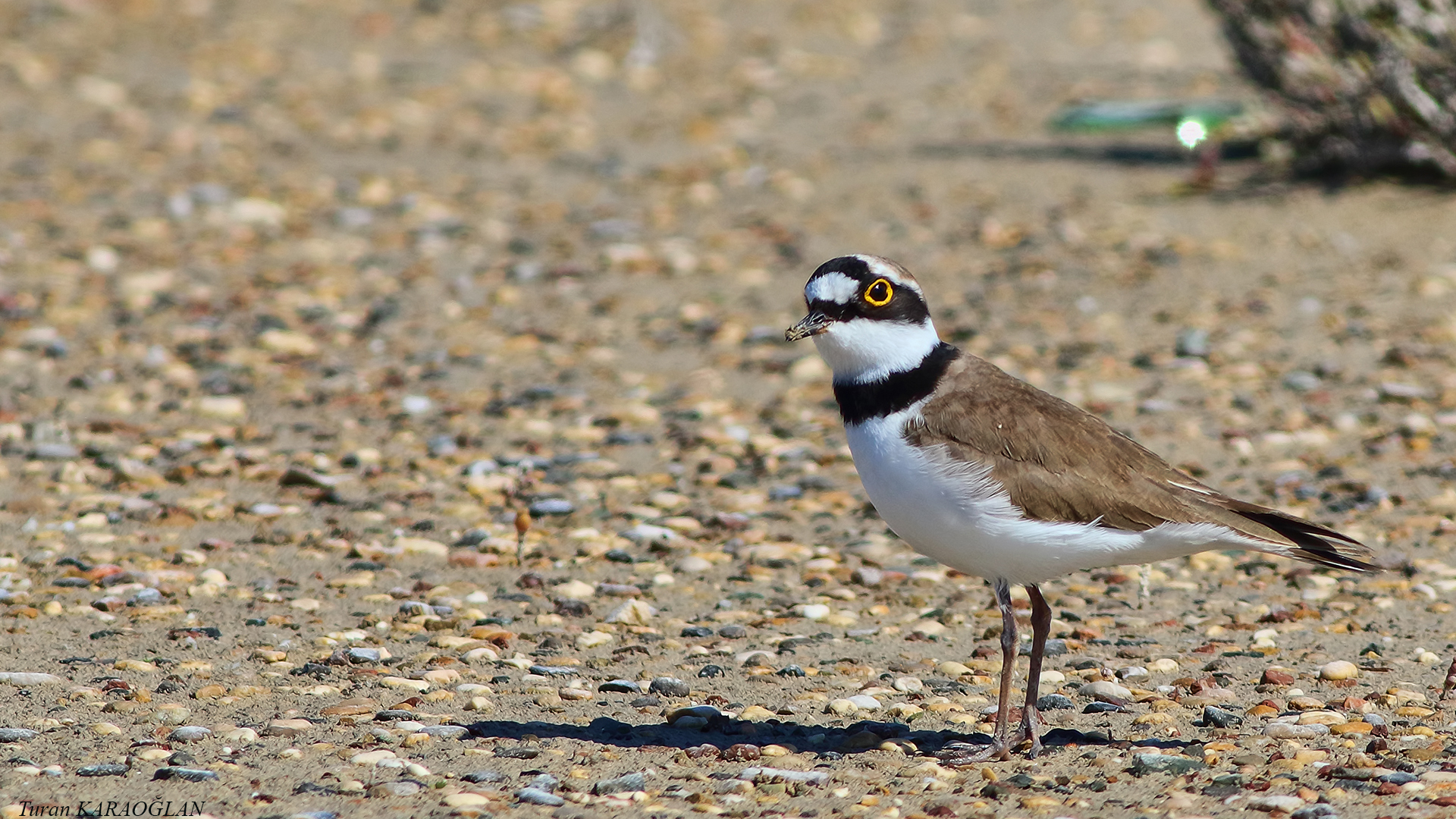 Little Ringed Plover