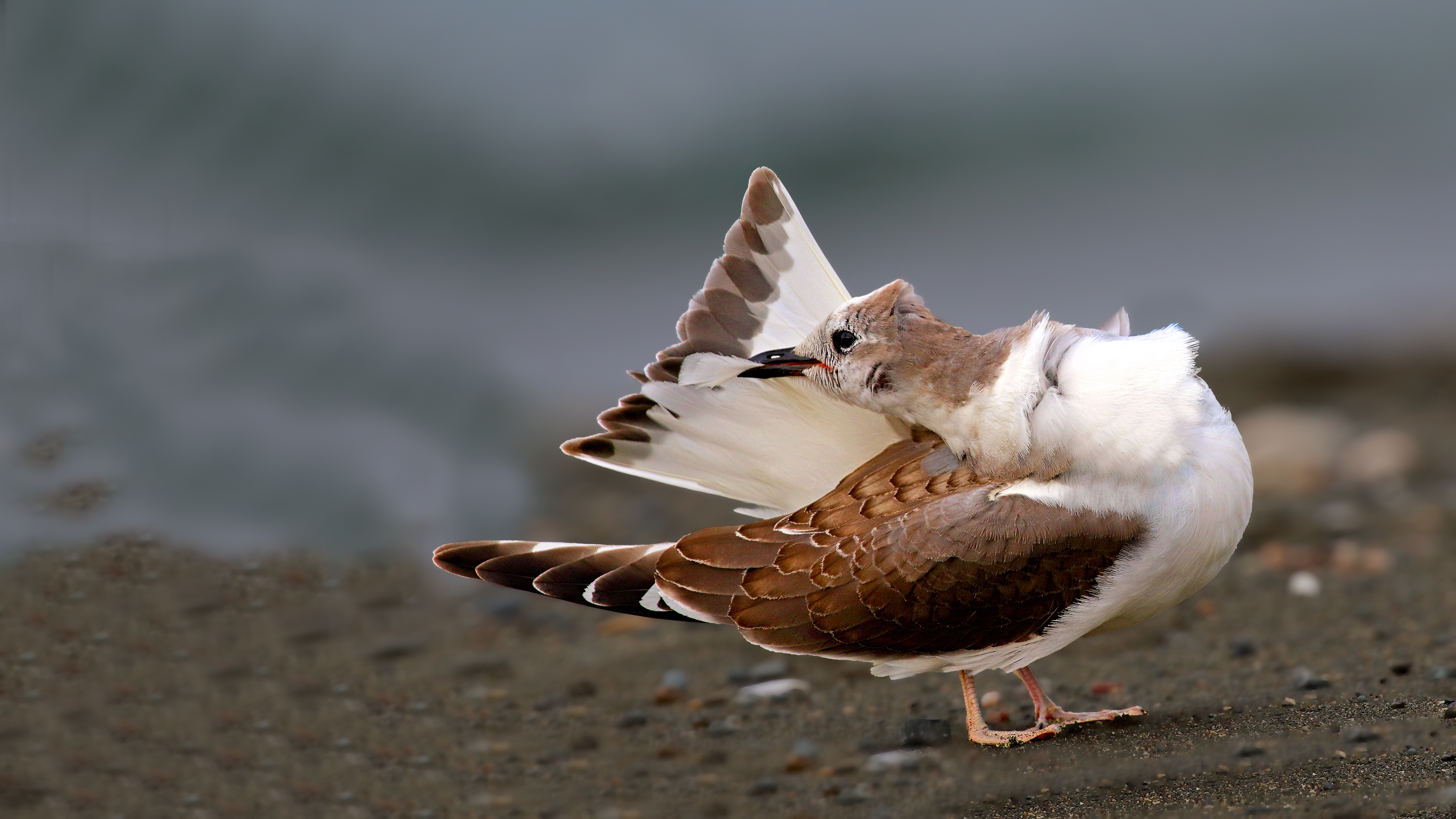 Sabine's Gull