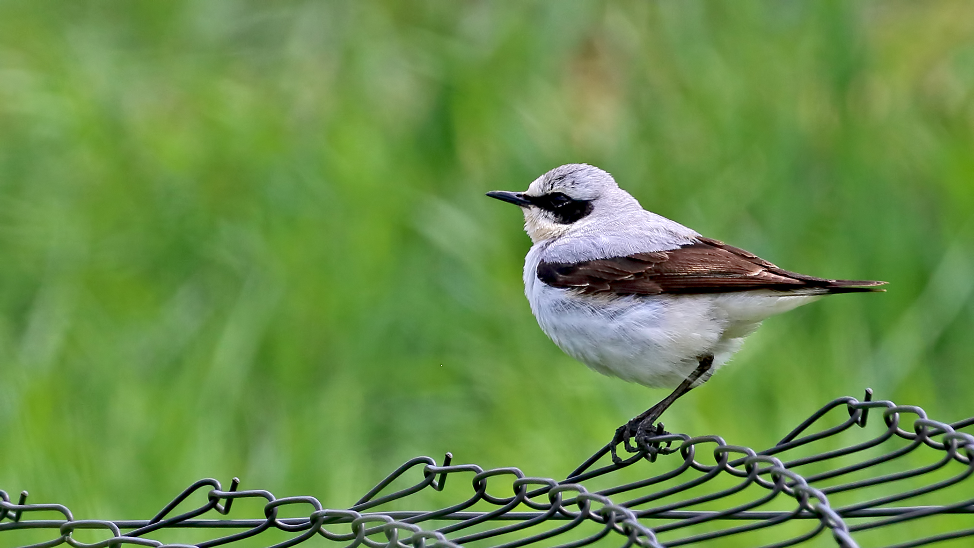 Northern Wheatear