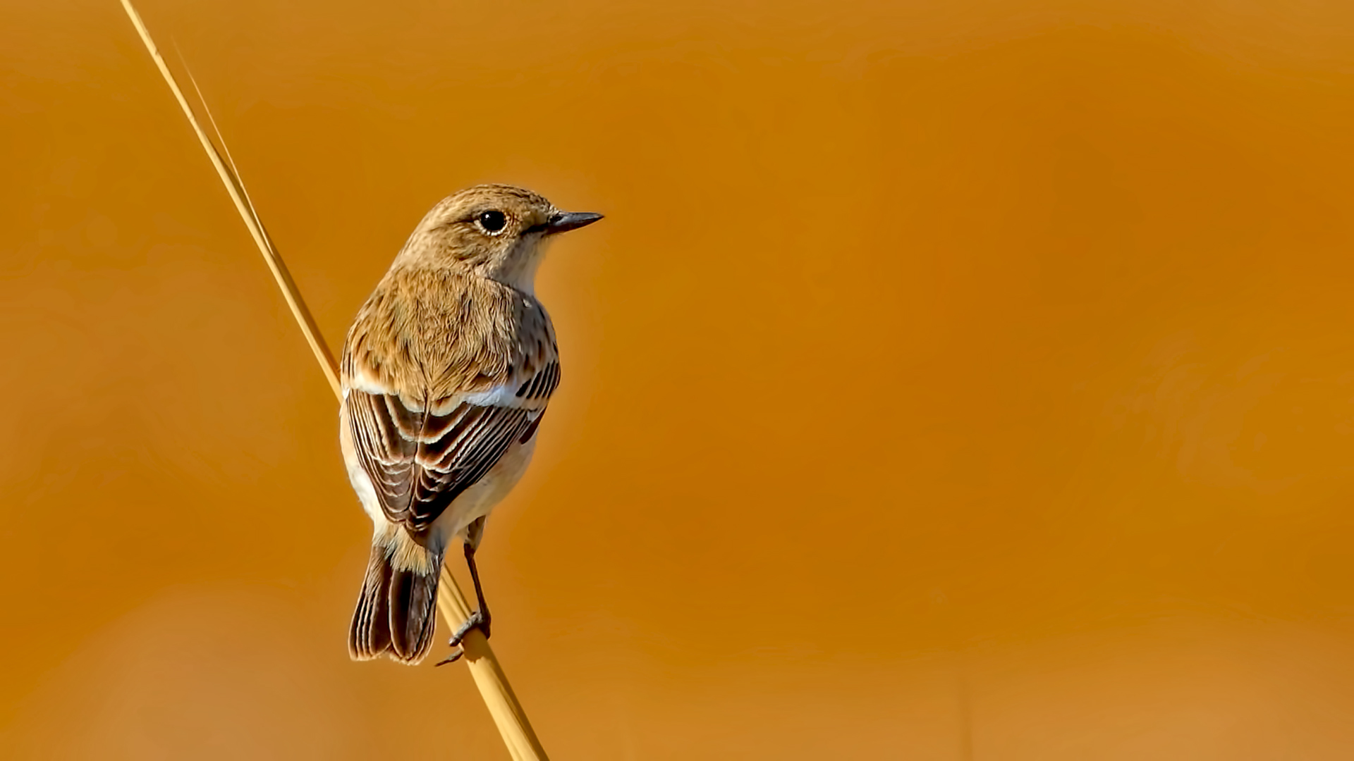 European Stonechat