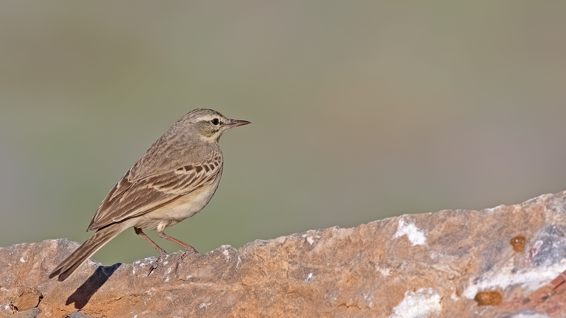 Tawny Pipit — Ana fotoğraf