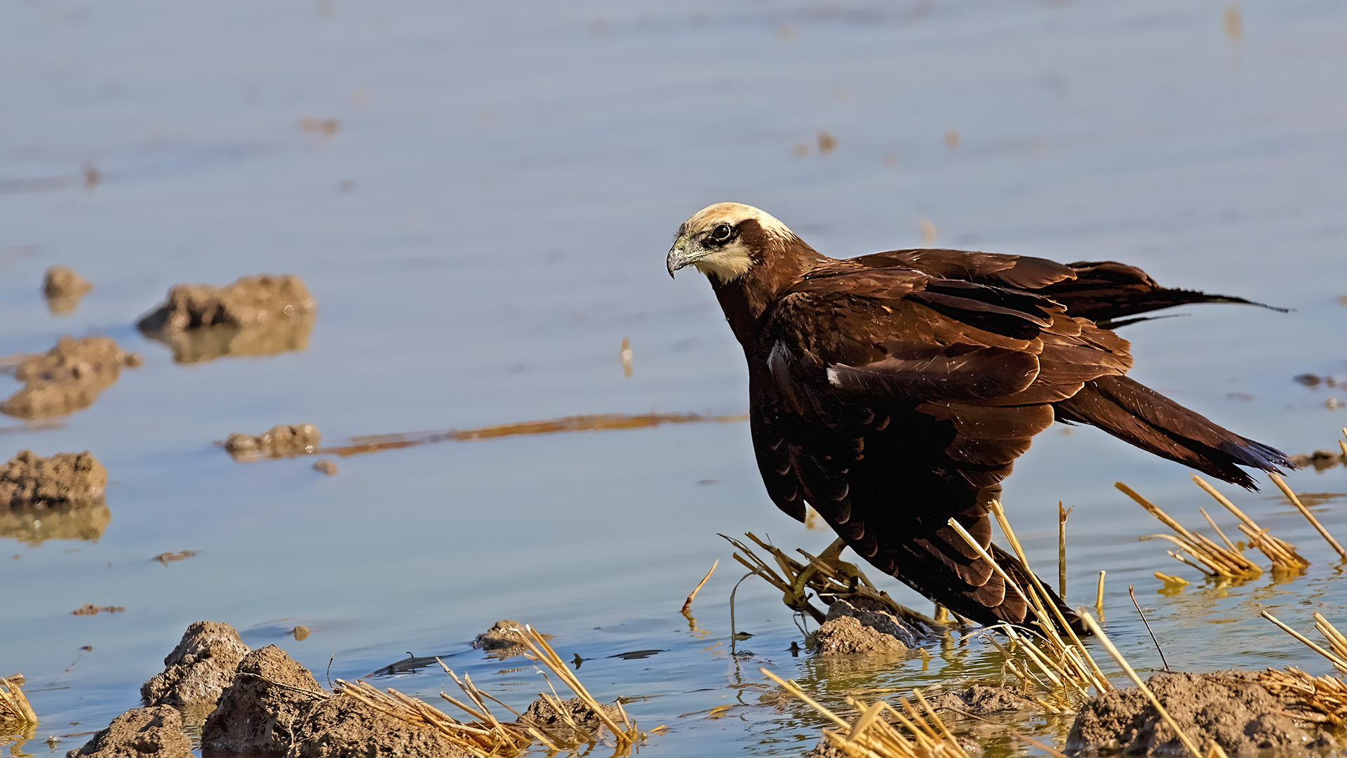 Eurasian Marsh-Harrier