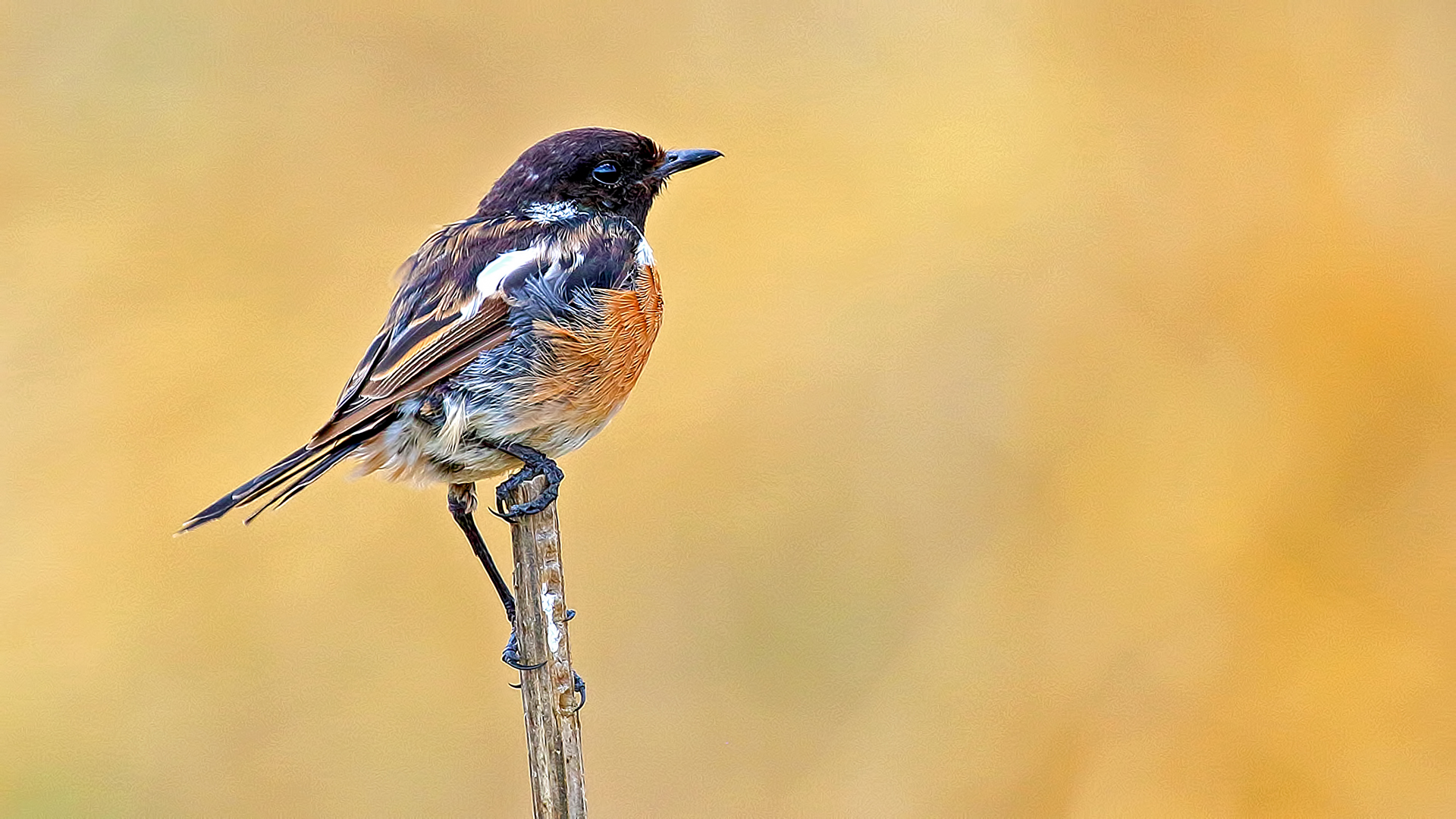 European Stonechat