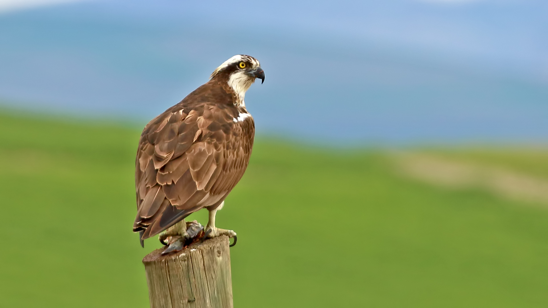 Osprey — Ana fotoğraf