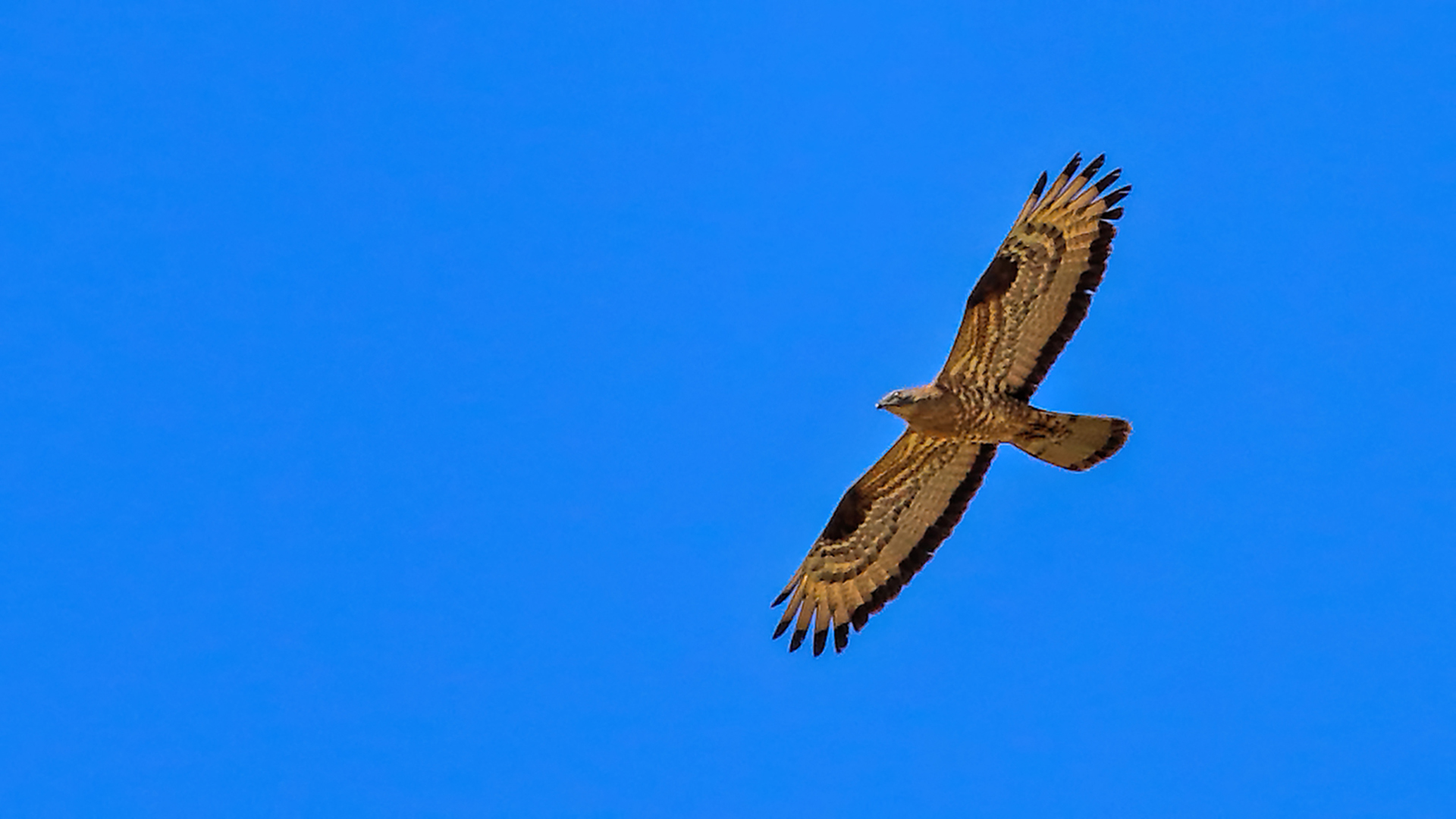 European Honey-buzzard