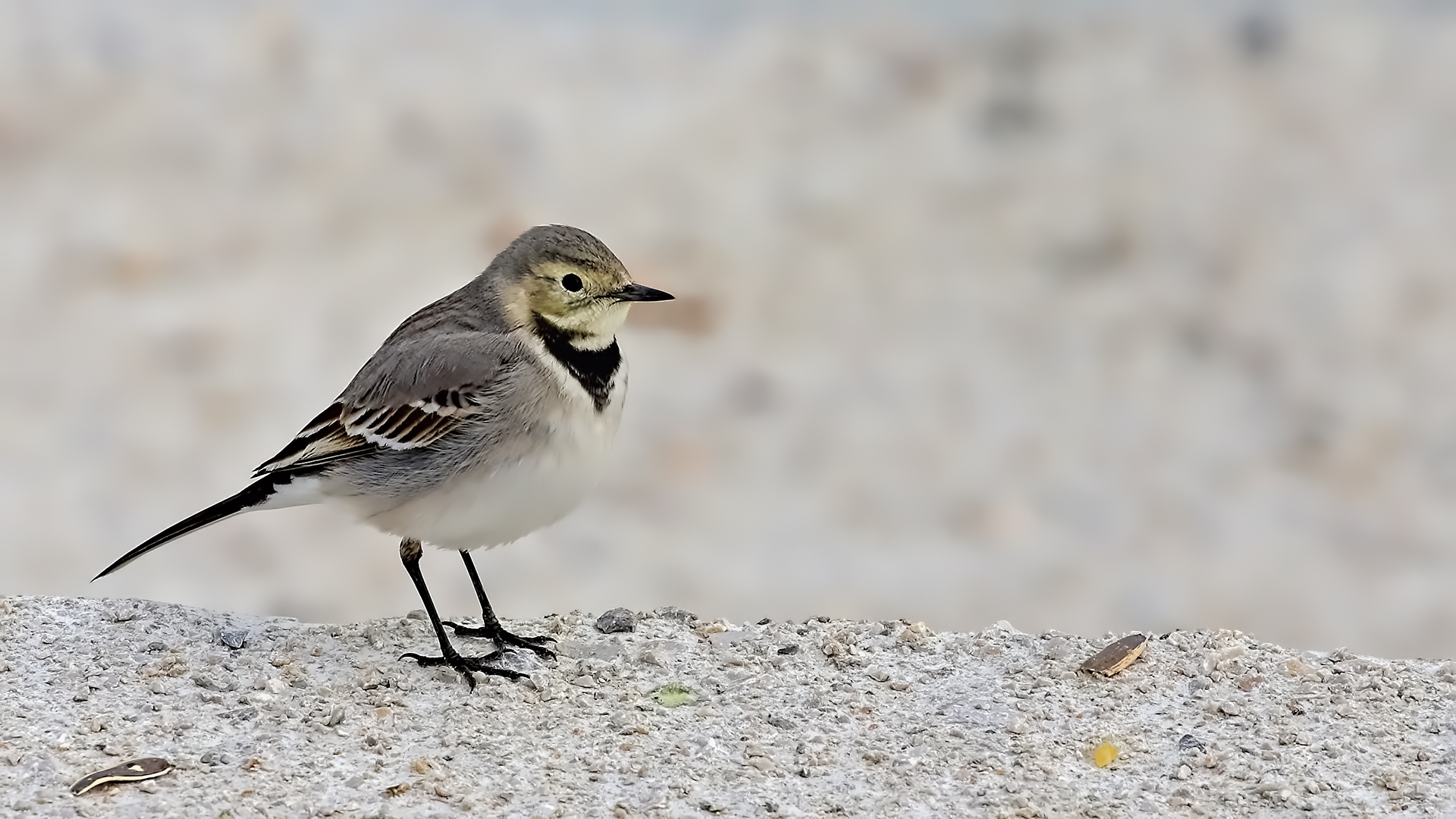 White Wagtail