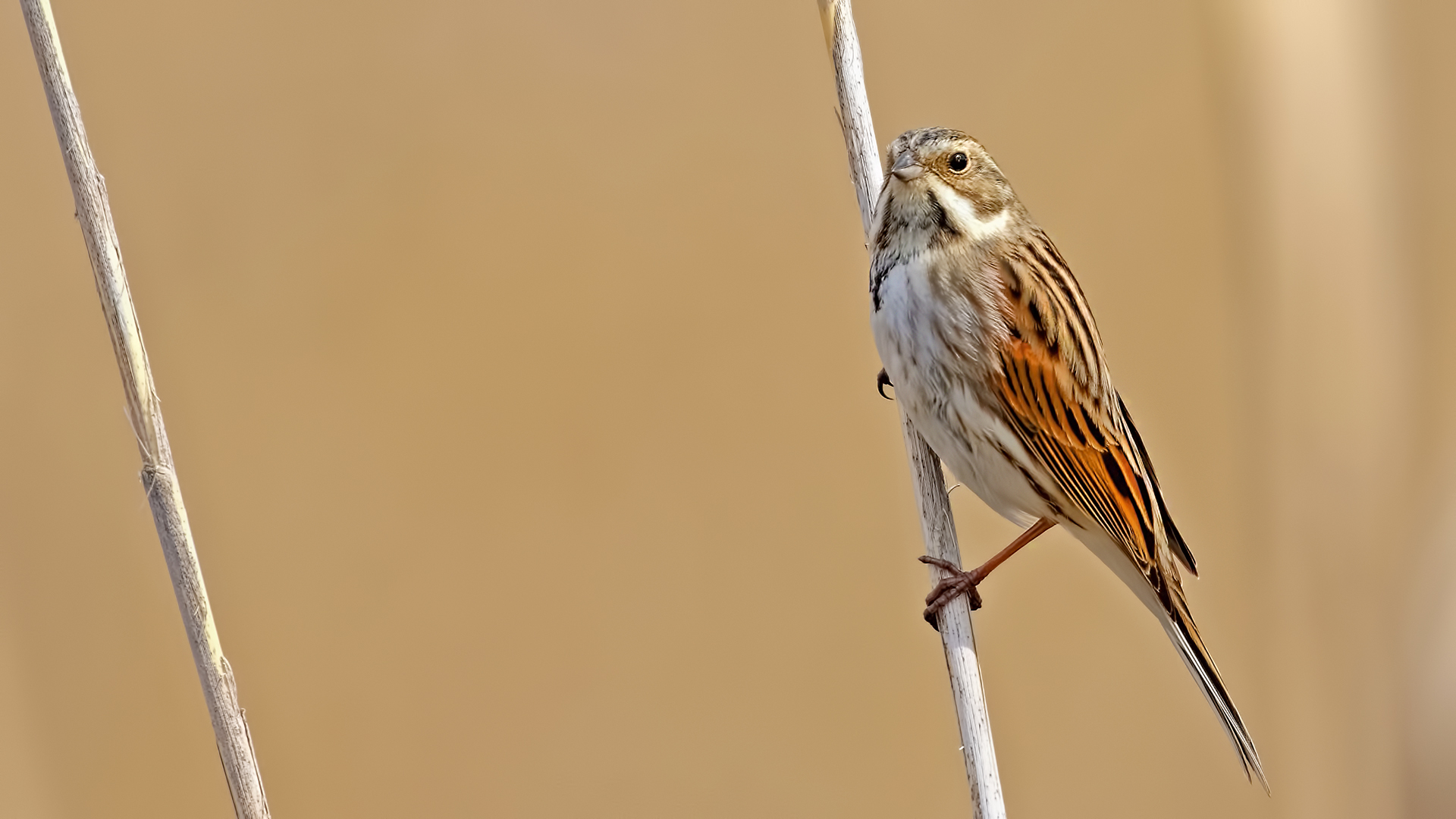 Reed Bunting — Ana fotoğraf