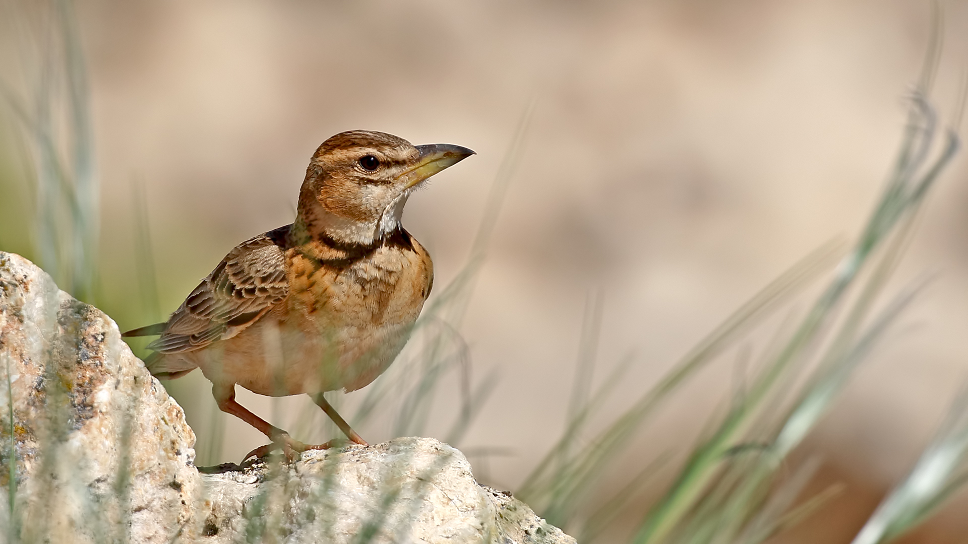 Bimaculated Lark