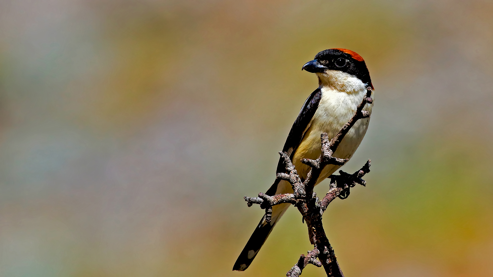Woodchat Shrike