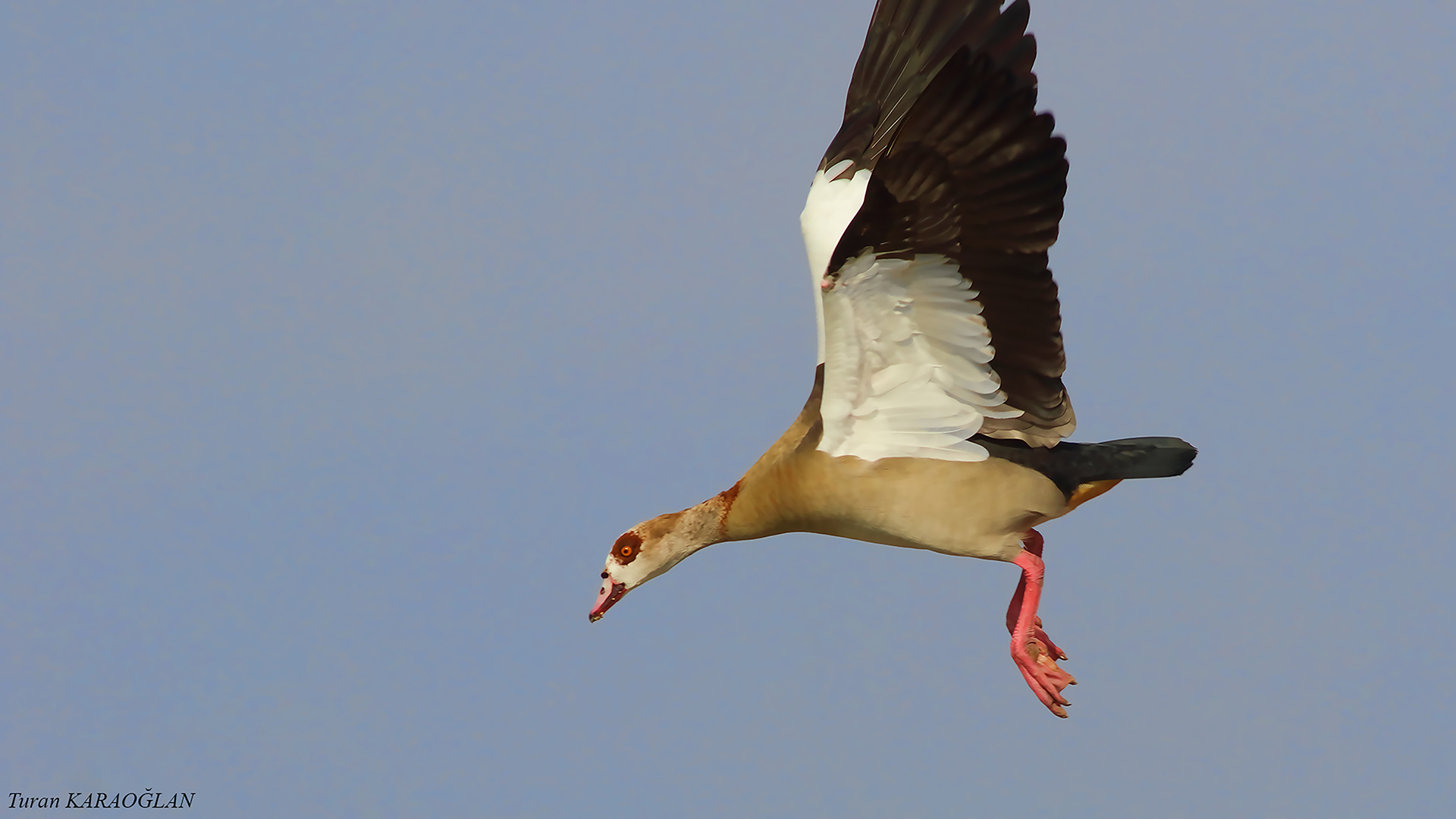 Egyptian Goose