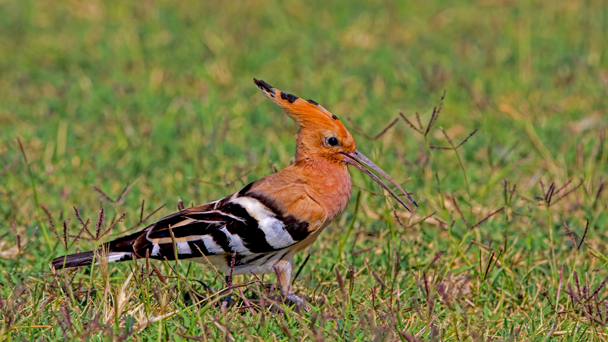 Eurasian Hoopoe