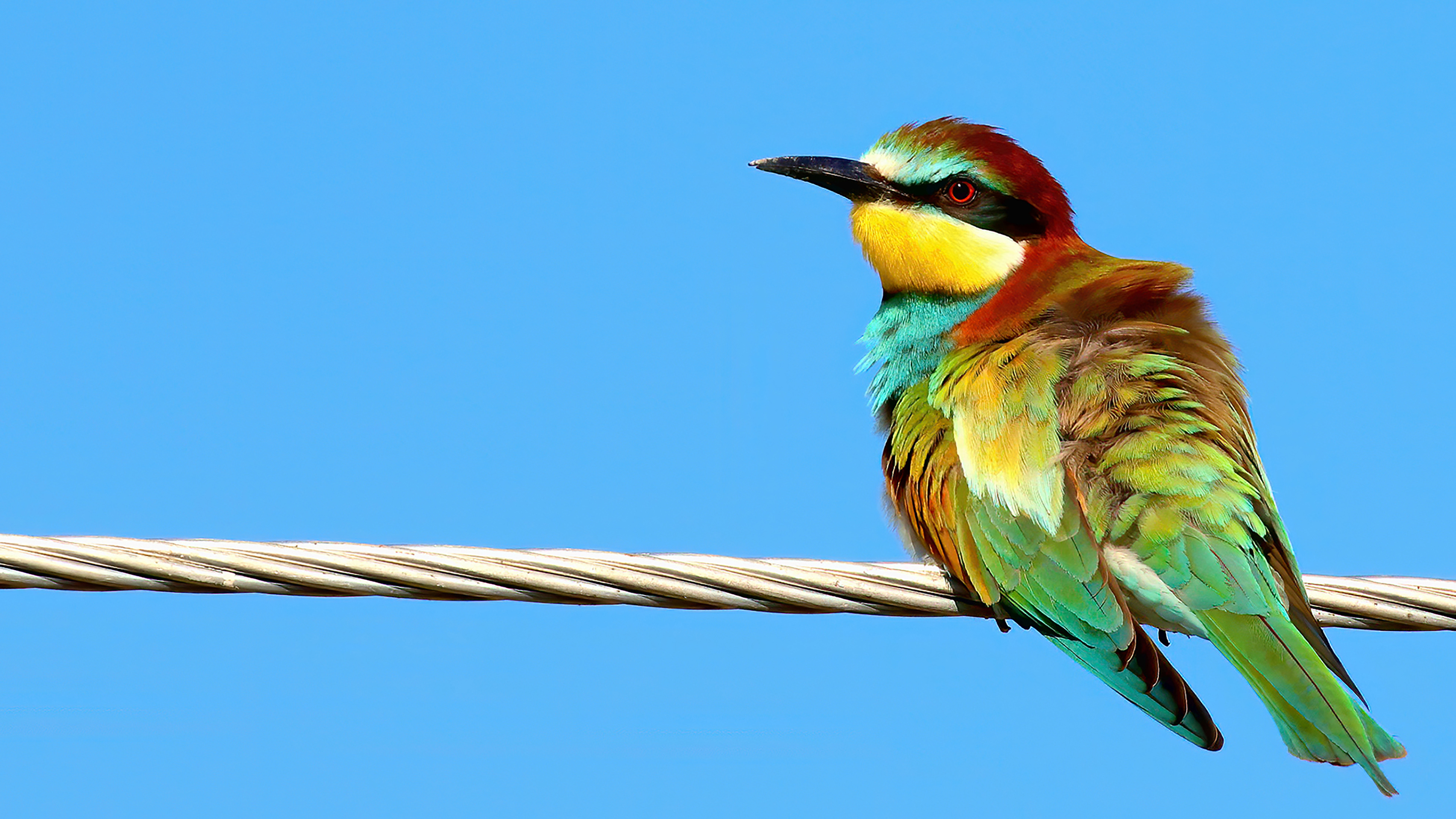 European Bee-eater