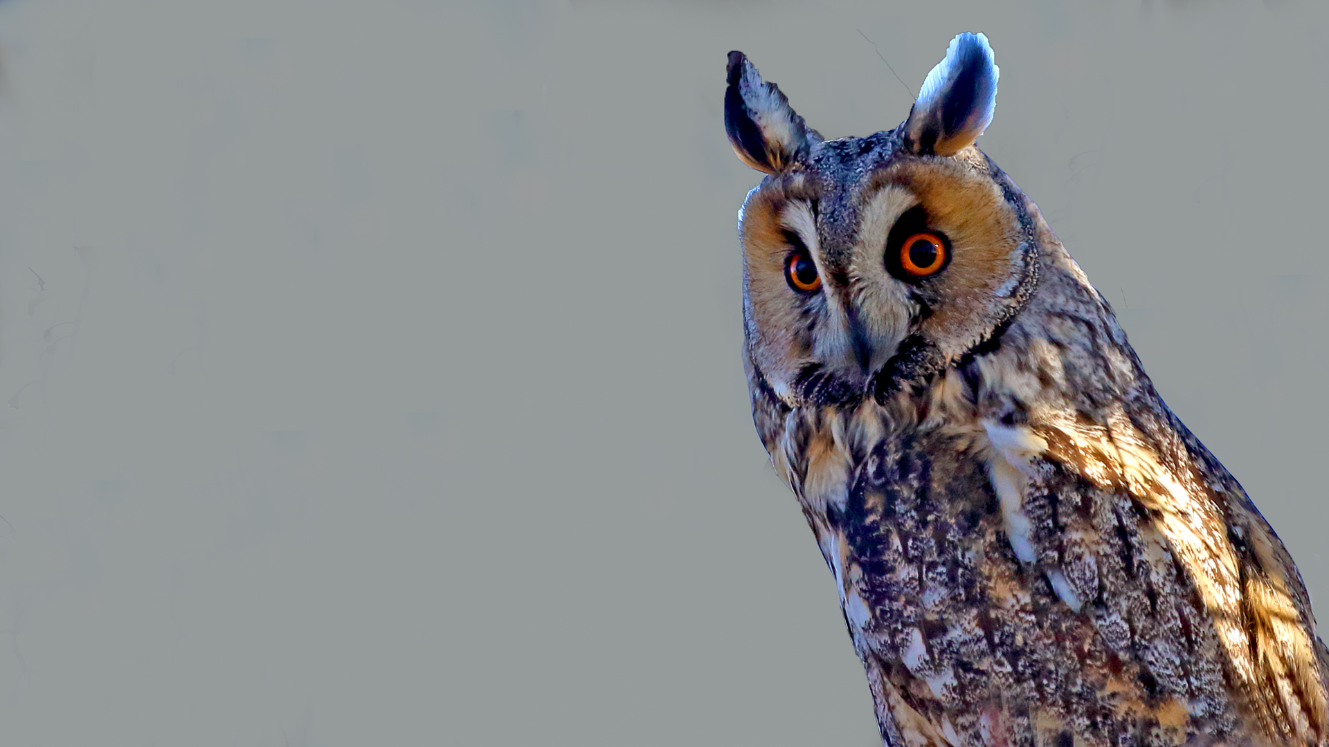 Long-eared Owl — Ana fotoğraf