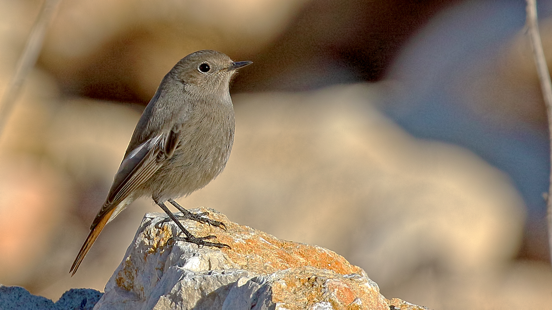 Black Redstart — Ana fotoğraf