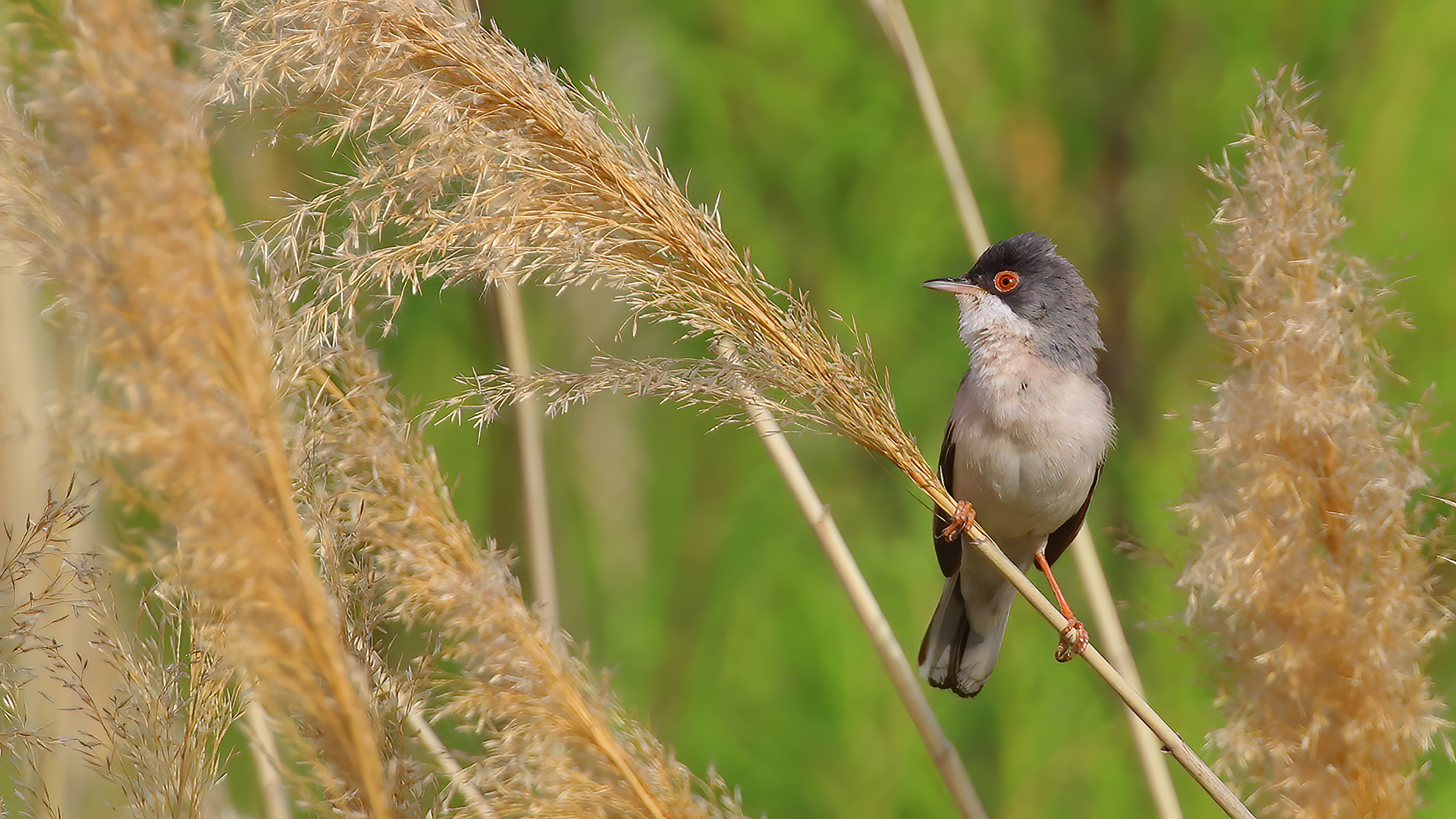 Menetries's Warbler — Ana fotoğraf