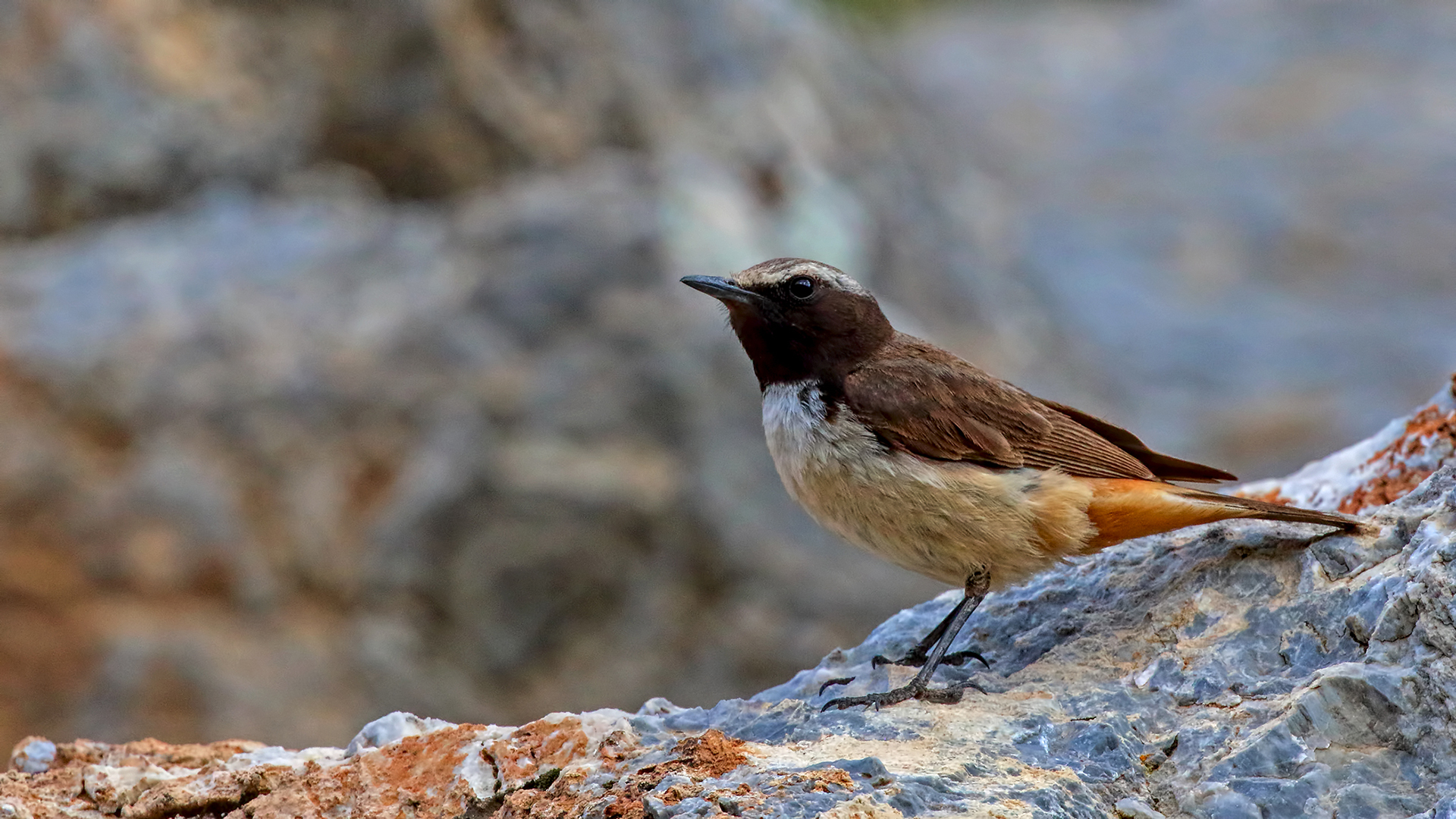 Kurdish Wheatear