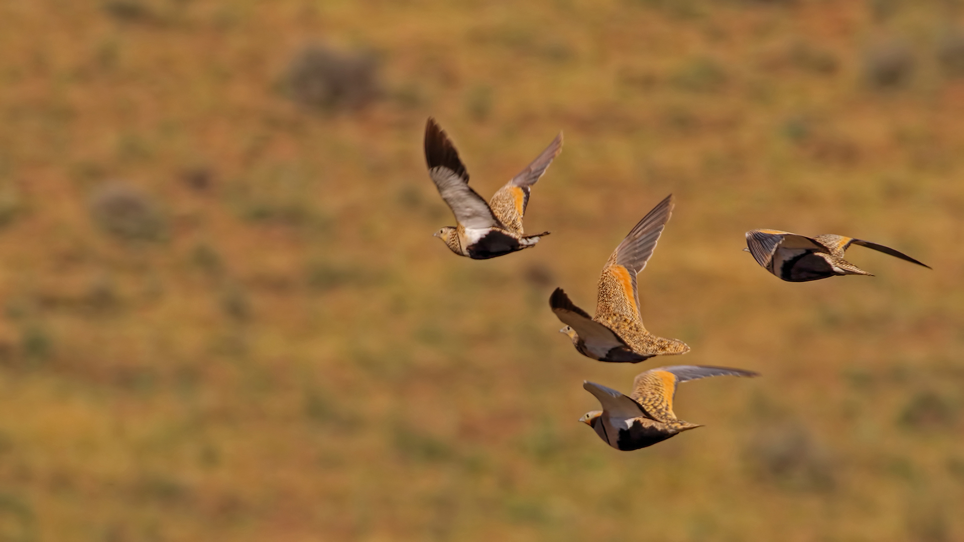 Black-bellied Sandgrouse