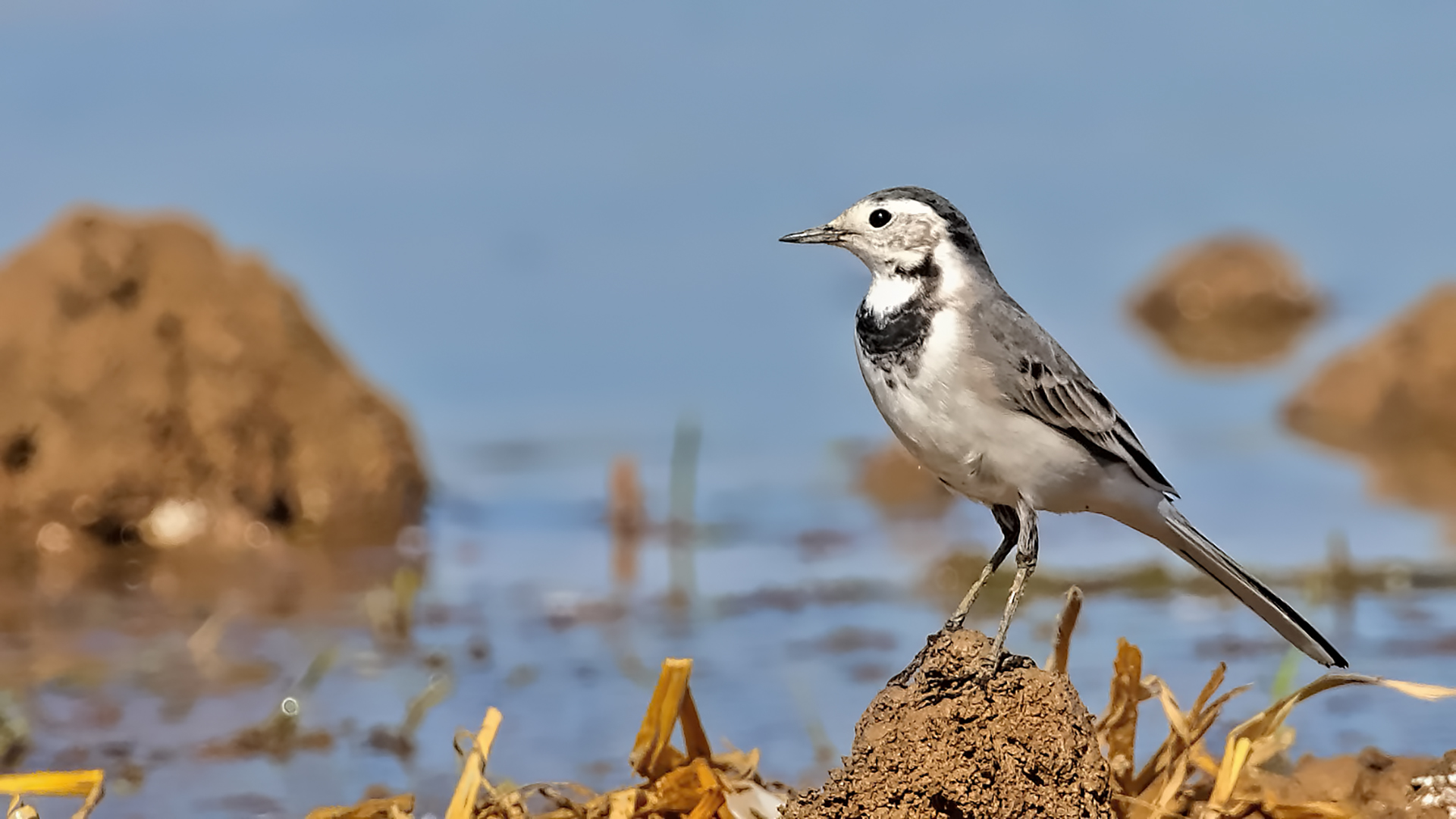 White Wagtail