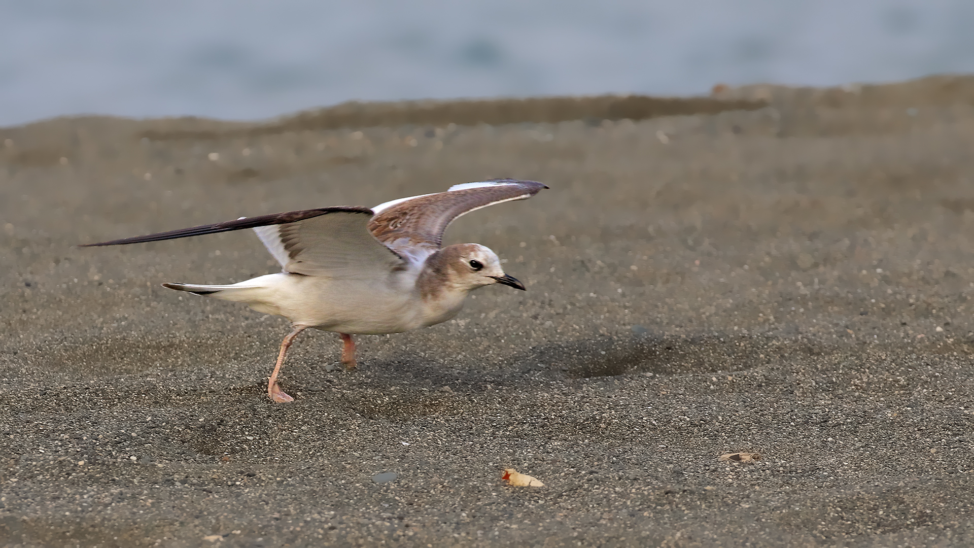 Sabine's Gull