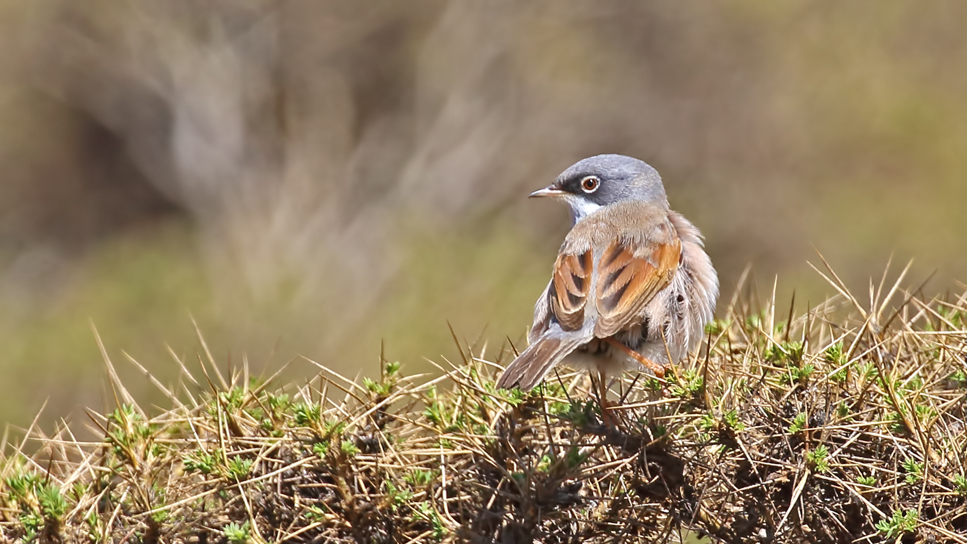 Spectacled Warbler
