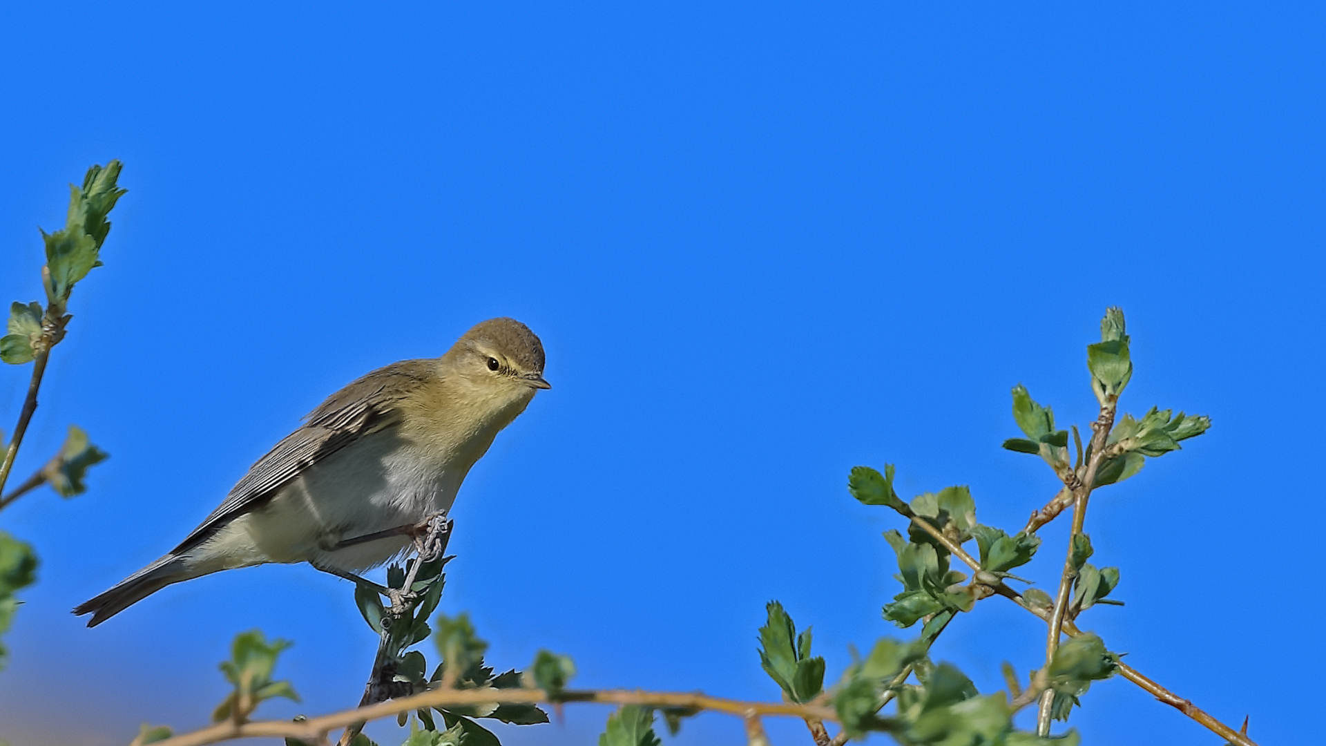 Common Chiffchaff — Ana fotoğraf