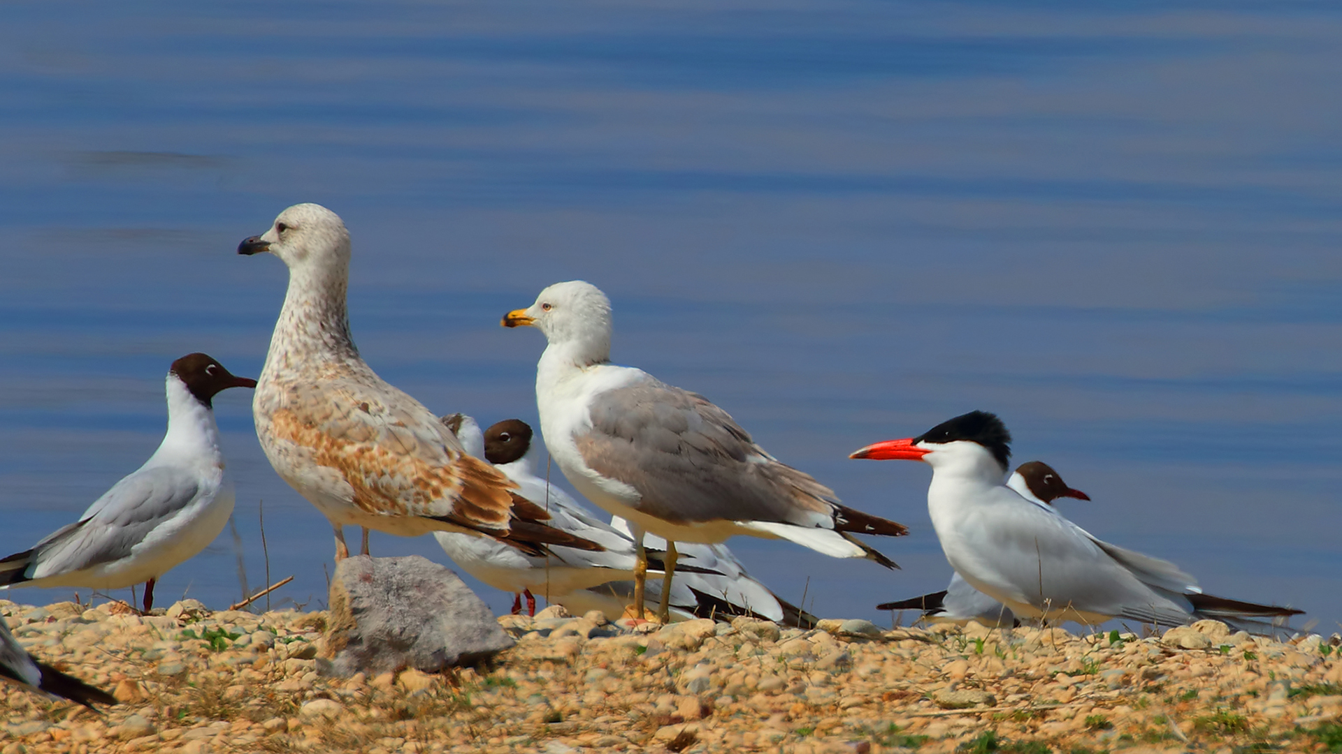Caspian Tern