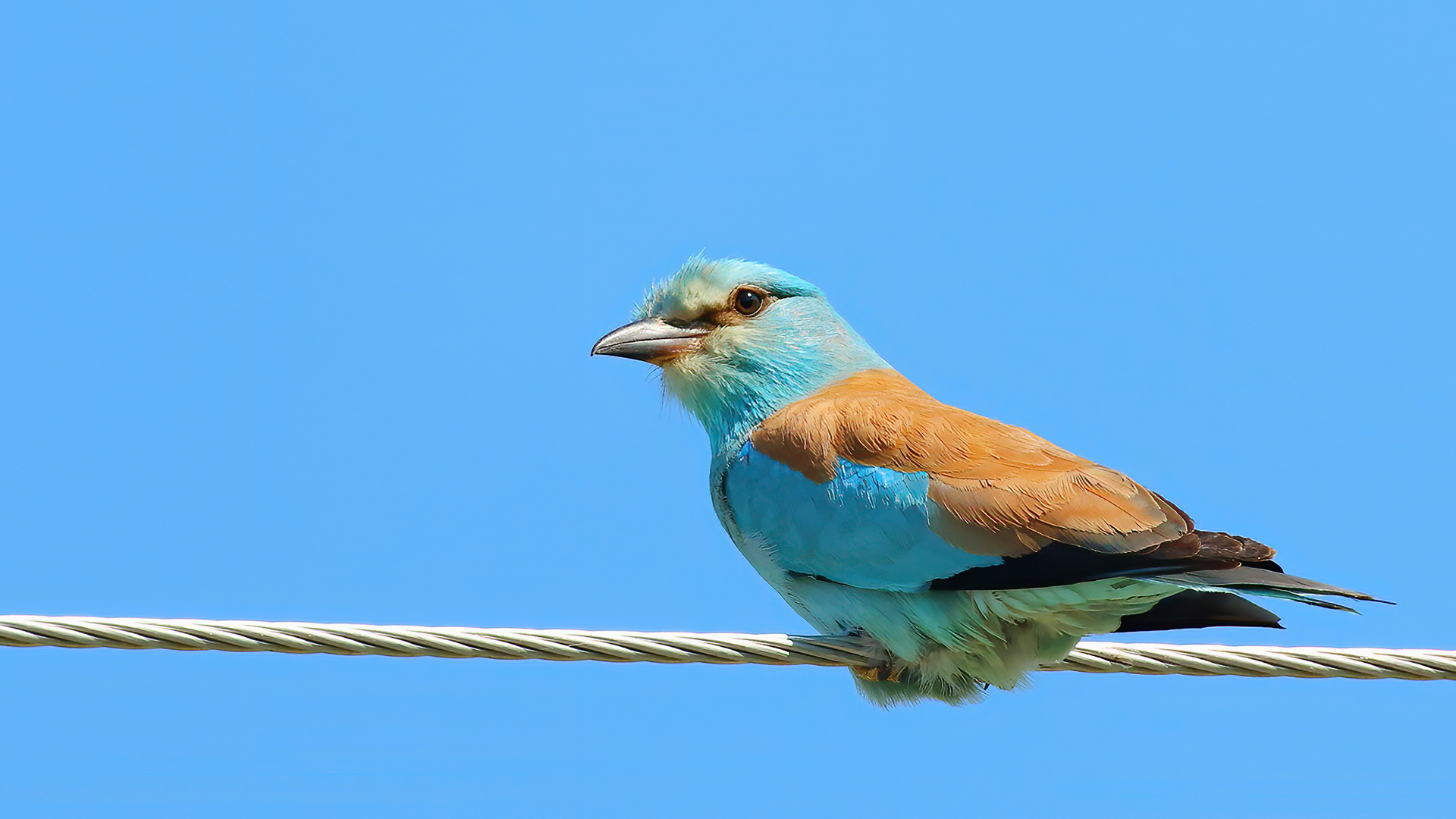 European Roller