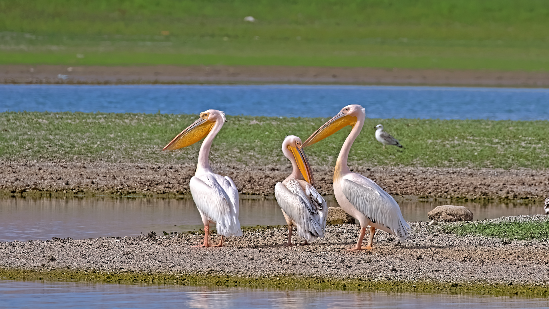 Great White Pelican