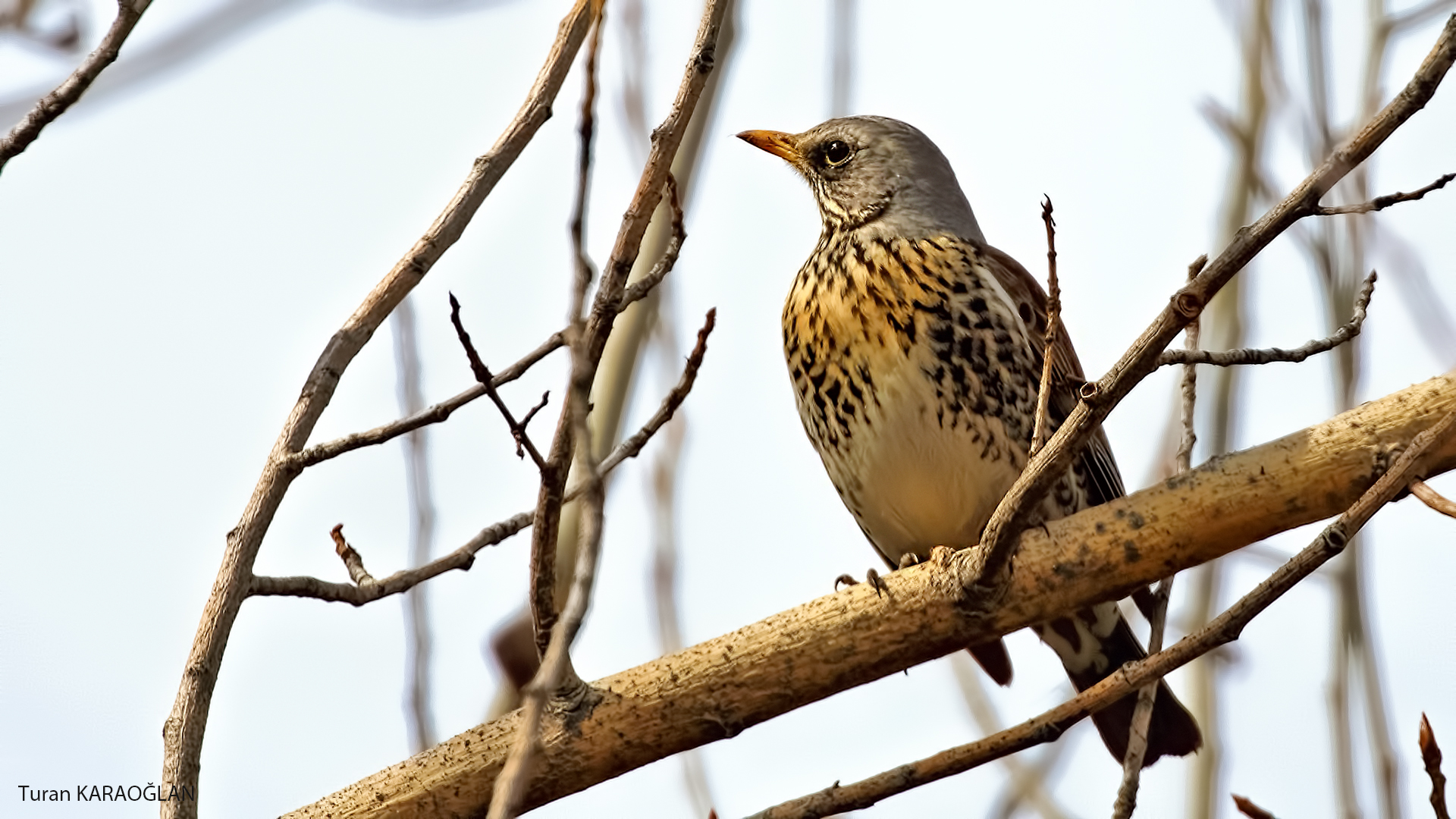 Fieldfare