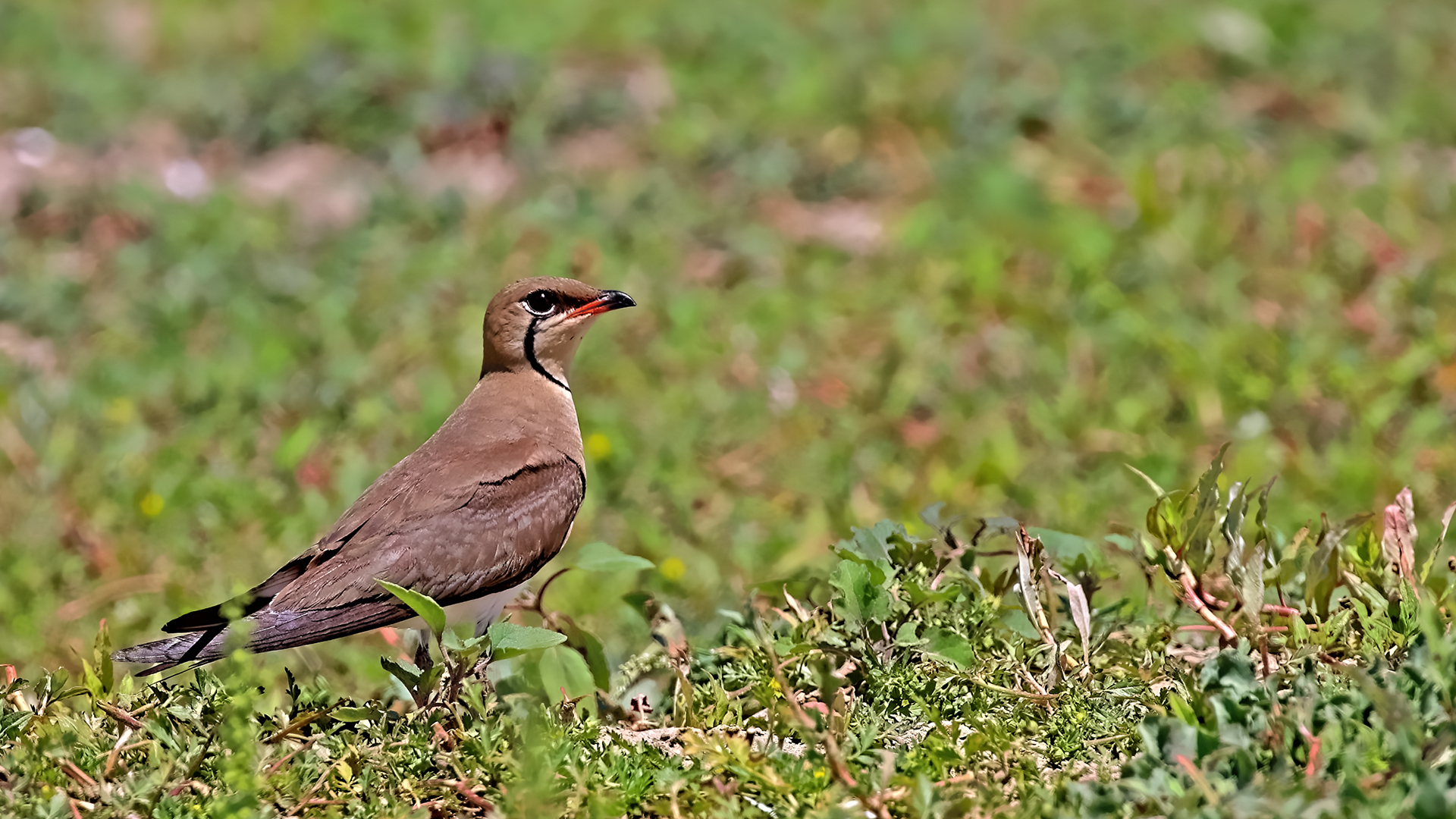 Collared Pratincole — Ana fotoğraf