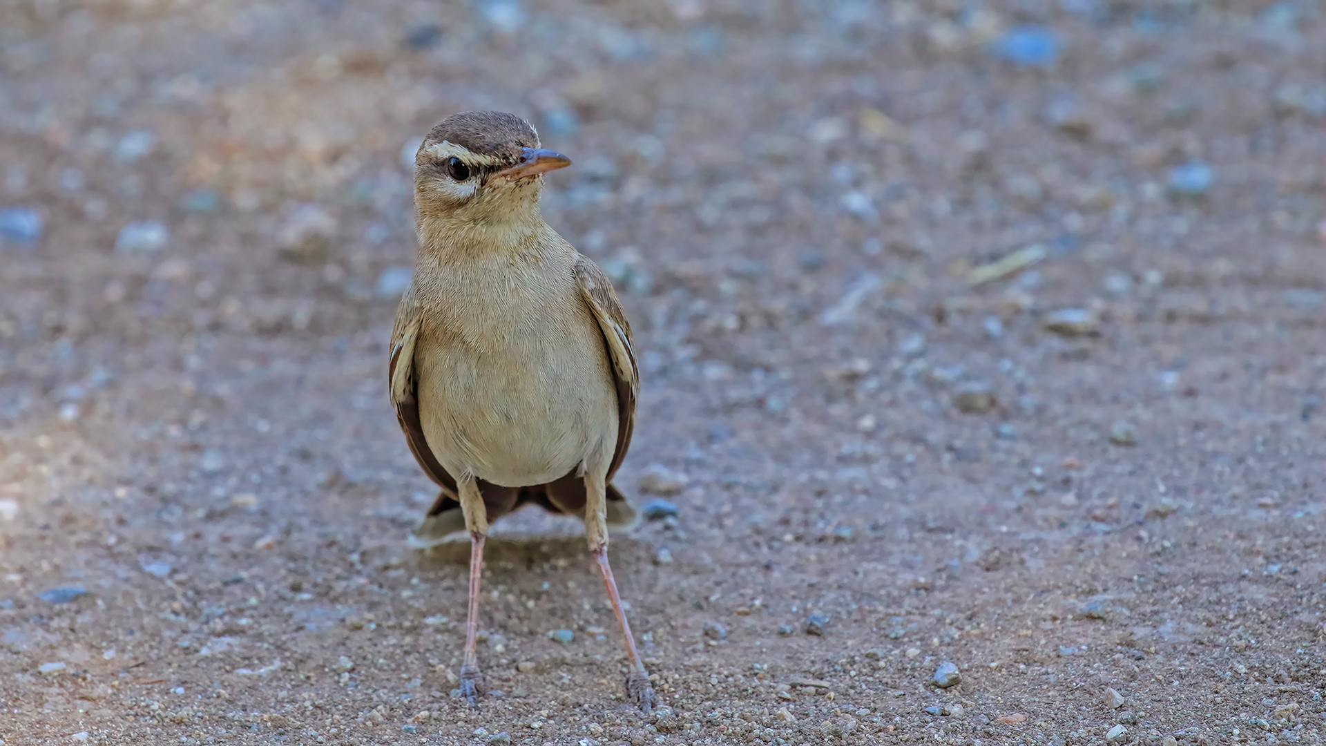 Rufous-tailed Scrub-Robin — Ana fotoğraf
